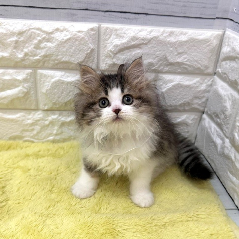 静岡県のマンチカン (犬の家＆猫の里アミーゴ浜松和田店/2026年3月16日生まれ/女の子/ブラウンタビーホワイト)の子猫の3枚目の画像