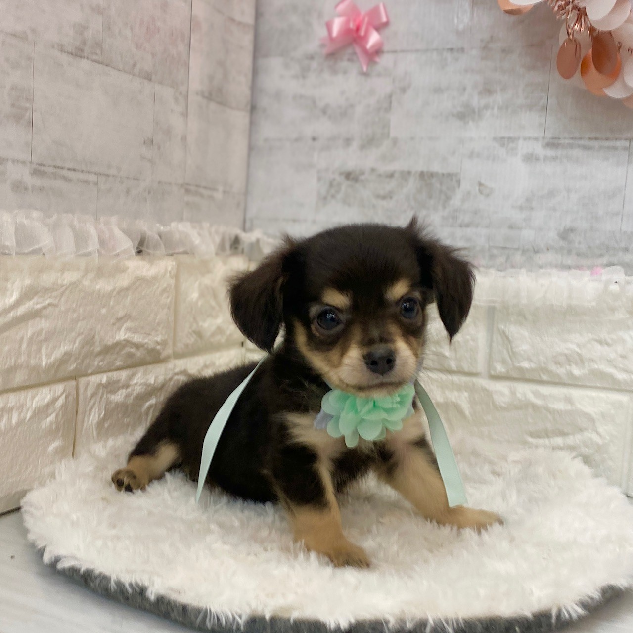 静岡県のチワックス(チワワ×ダックス) (犬の家＆猫の里プレ葉ウォーク浜北店/2026年3月16日生まれ/男の子/ブラックタン)の子犬の3枚目の画像