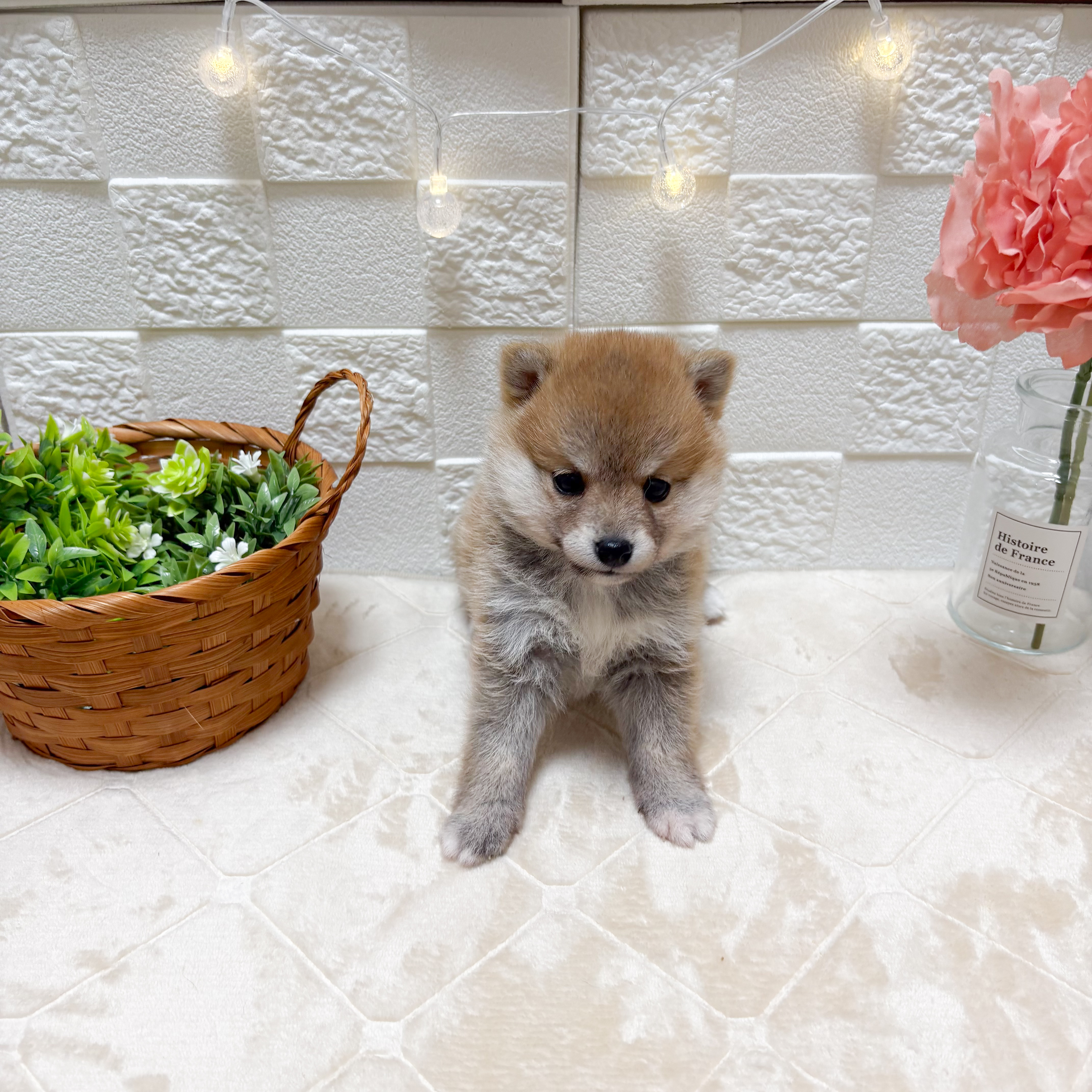 東京都の豆柴 (犬の家＆猫の里ペットフォレスト小平店/2026年3月17日生まれ/女の子/赤)の子犬の3枚目の画像