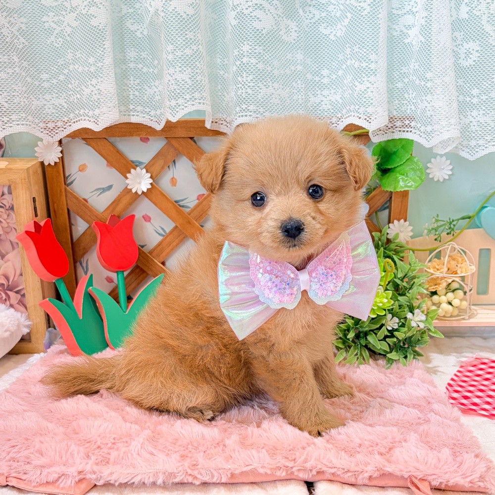 静岡県のポメプー(ポメラニアン×プードル) (犬の家＆猫の里富士店/2026年3月15日生まれ/女の子/アプリコット)の子犬の3枚目の画像