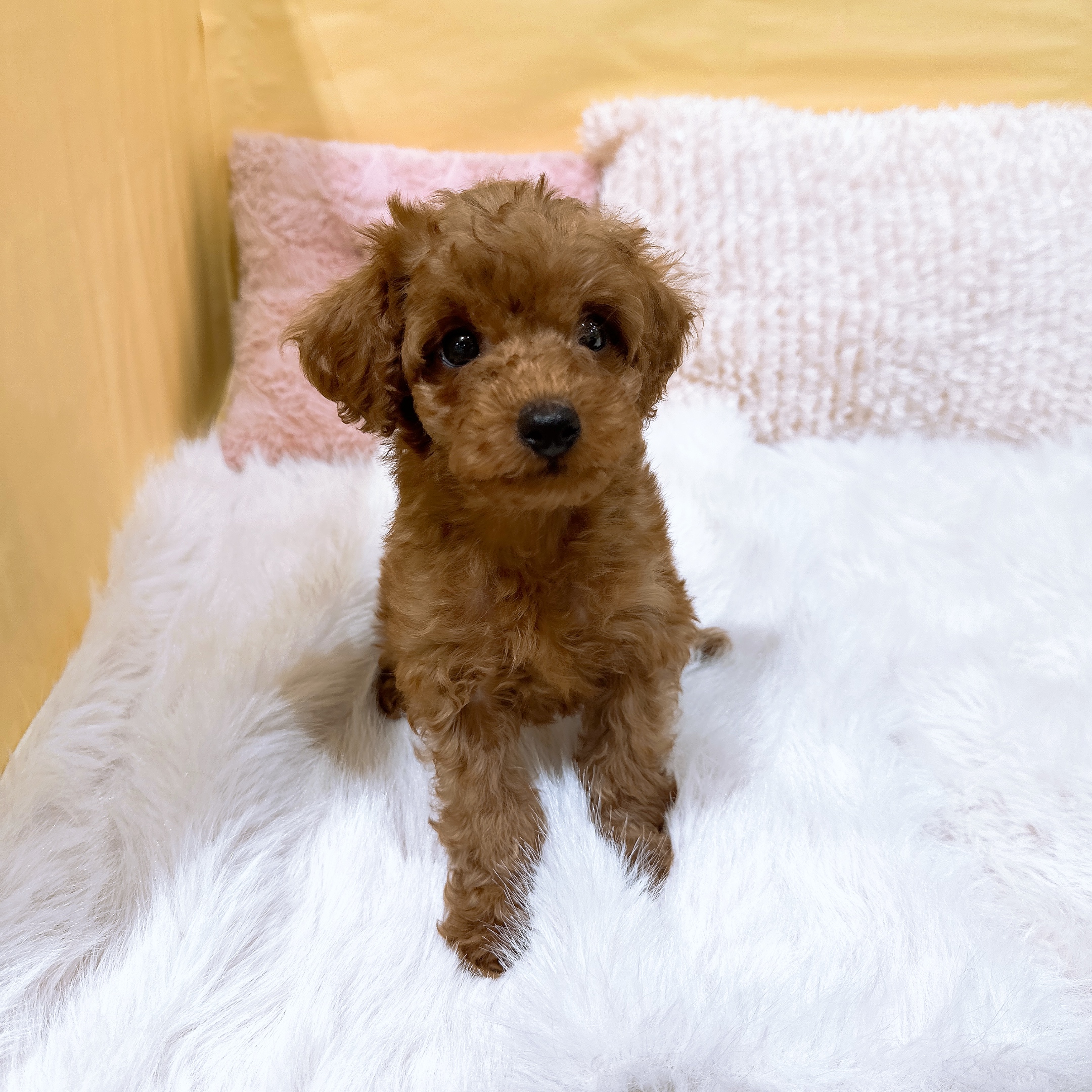 神奈川県のトイプードル(トイ) (犬の家＆猫の里元住吉ブレーメン通り店/2026年3月14日生まれ/男の子/レッド)の子犬の3枚目の画像