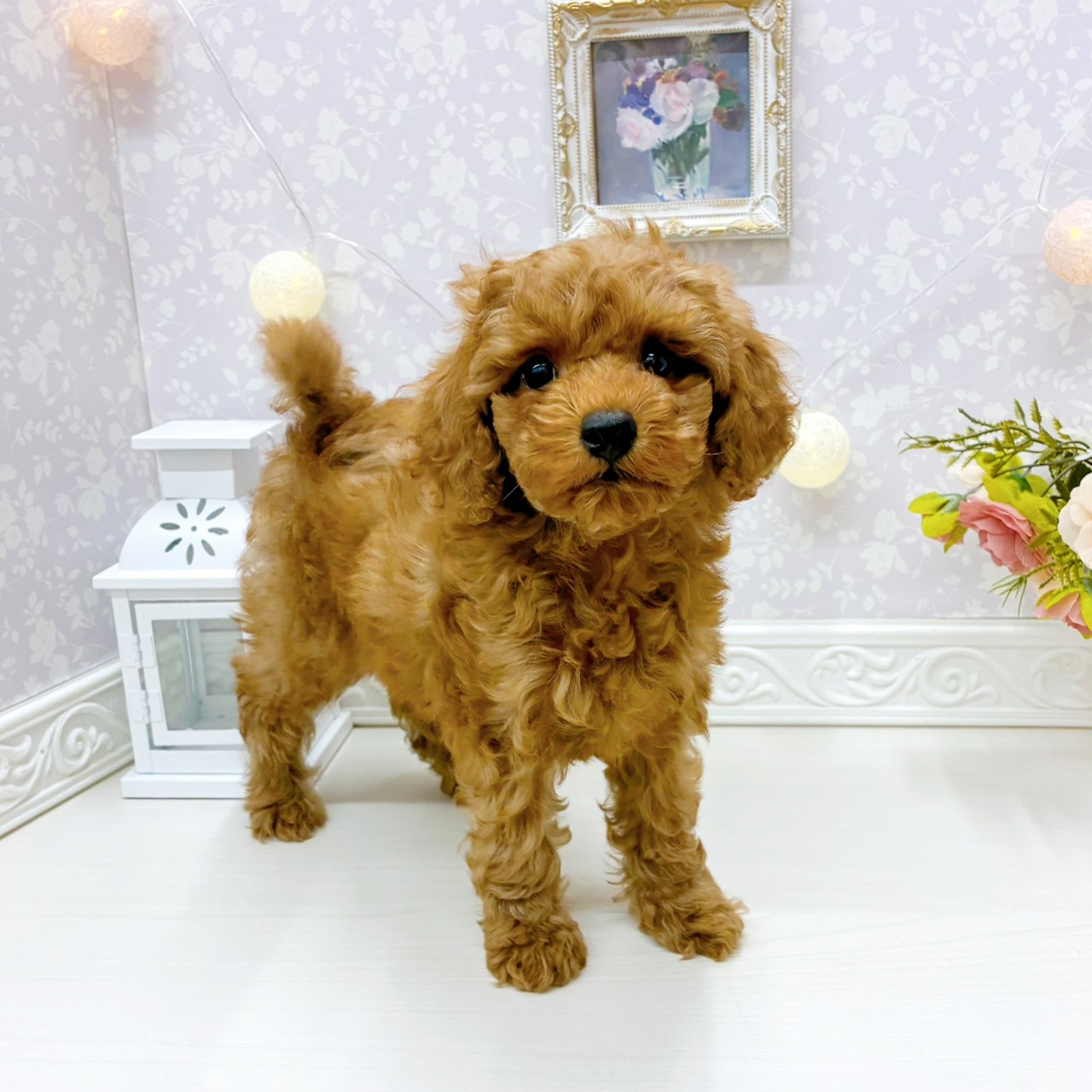 富山県のトイプードル(トイ) (犬の家＆猫の里アミーゴ山室店/2026年3月14日生まれ/女の子/レッド)の子犬の3枚目の画像