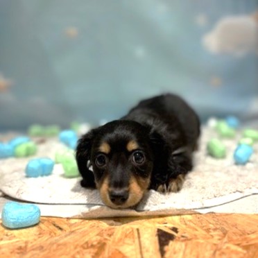 福岡県のミニチュアダックスフンド(ロング) (犬の家＆猫の里トリアス久山店/2026年3月14日生まれ/女の子/ブラックタン)の子犬の3枚目の画像