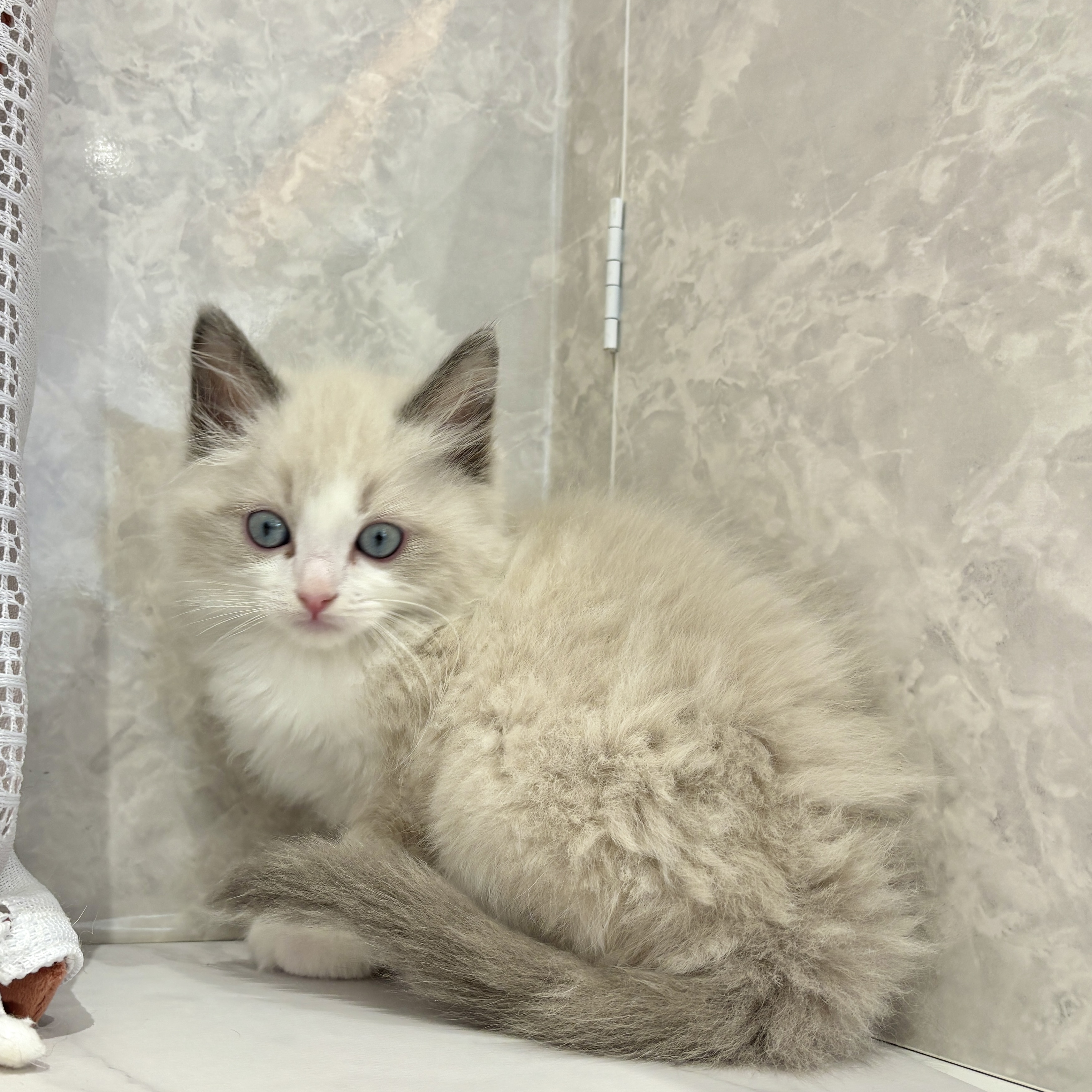福岡県のラグドール (犬の家＆猫の里くりえいと宗像店/2026年3月14日生まれ/男の子/ブルーポイントバイカラー)の子猫の3枚目の画像