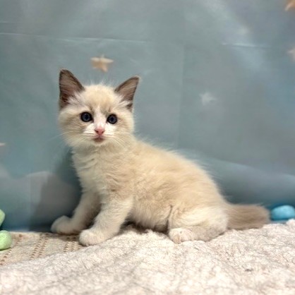 福岡県のラグドール (犬の家＆猫の里トリアス久山店/2026年3月16日生まれ/男の子/ブルーポイントバイカラー)の子猫の3枚目の画像