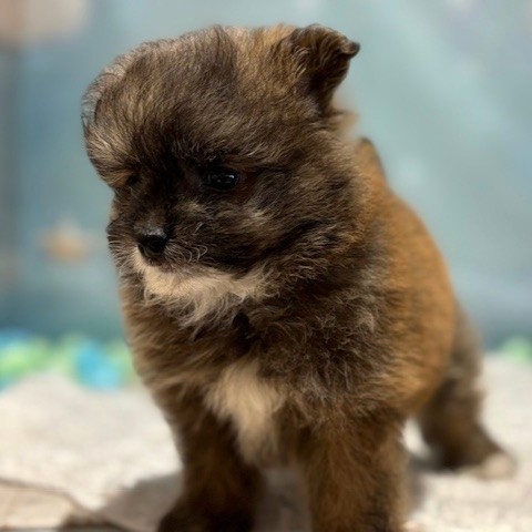 福岡県のポメプー(ポメラニアン×プードル) (犬の家＆猫の里トリアス久山店/2026年3月16日生まれ/男の子/オレンジ)の子犬の3枚目の画像
