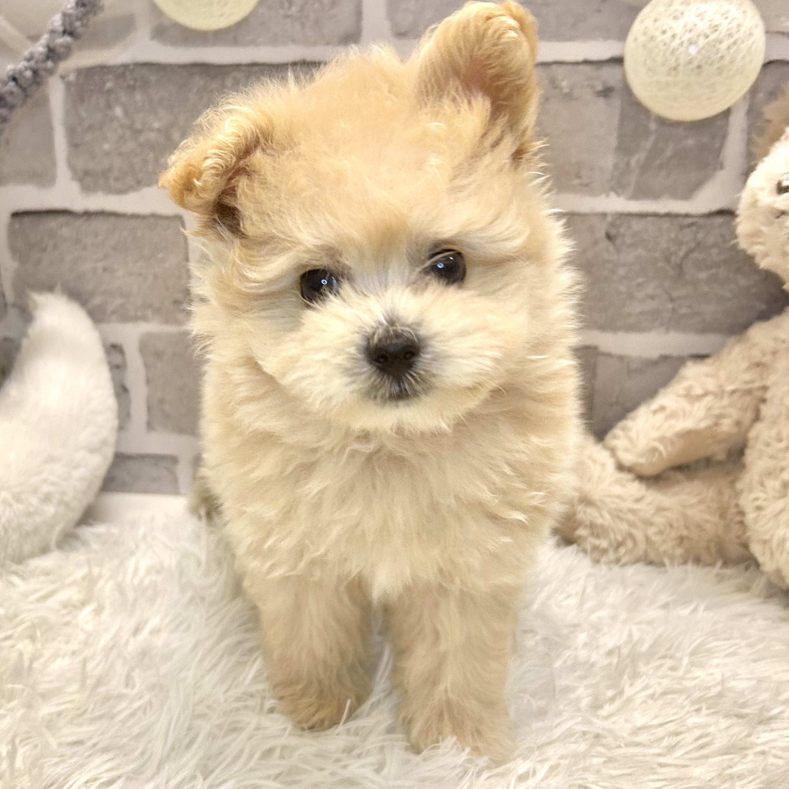 兵庫県のポメプー(ポメラニアン×プードル) (犬の家＆猫の里神戸店/2026年3月17日生まれ/男の子/アプリコットホワイト)の子犬の3枚目の画像