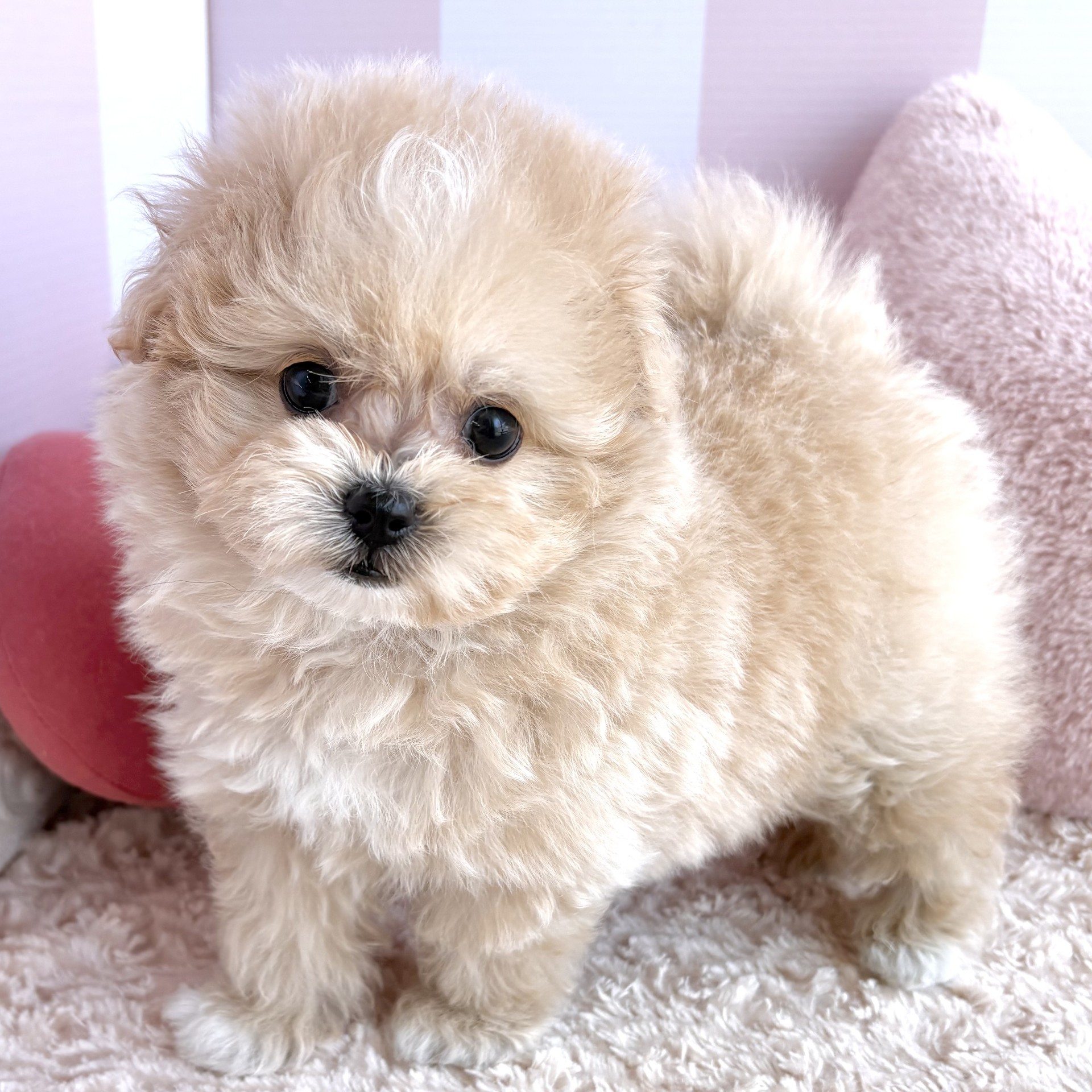 岡山県のポメプー(ポメラニアン×プードル) (犬の家＆猫の里倉敷中庄店/2026年3月17日生まれ/女の子/アプリコットホワイト)の子犬の3枚目の画像