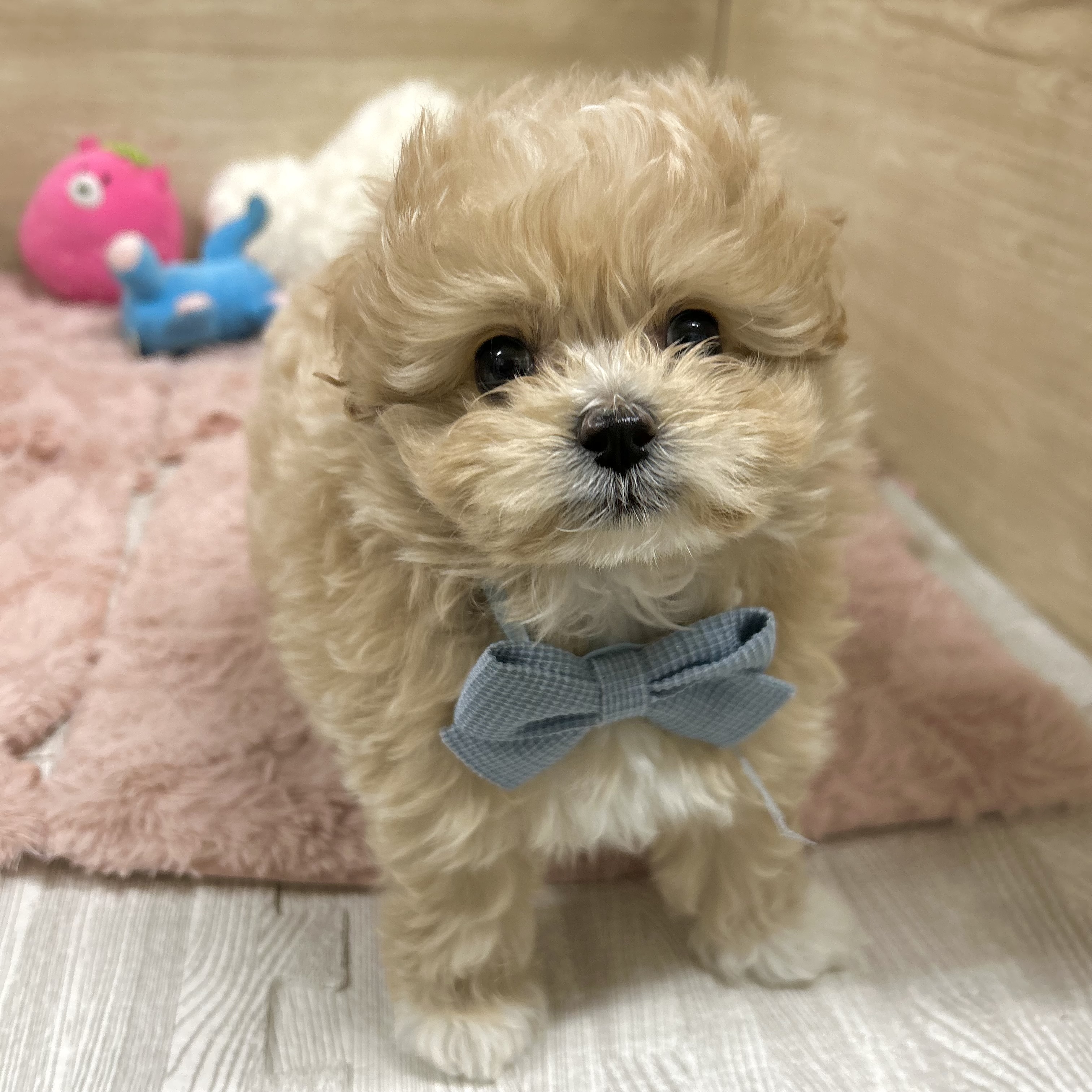 大阪府のポメプー(ポメラニアン×プードル) (犬の家＆猫の里そよら東岸和田店/2026年3月17日生まれ/女の子/アプリコットホワイト)の子犬の3枚目の画像