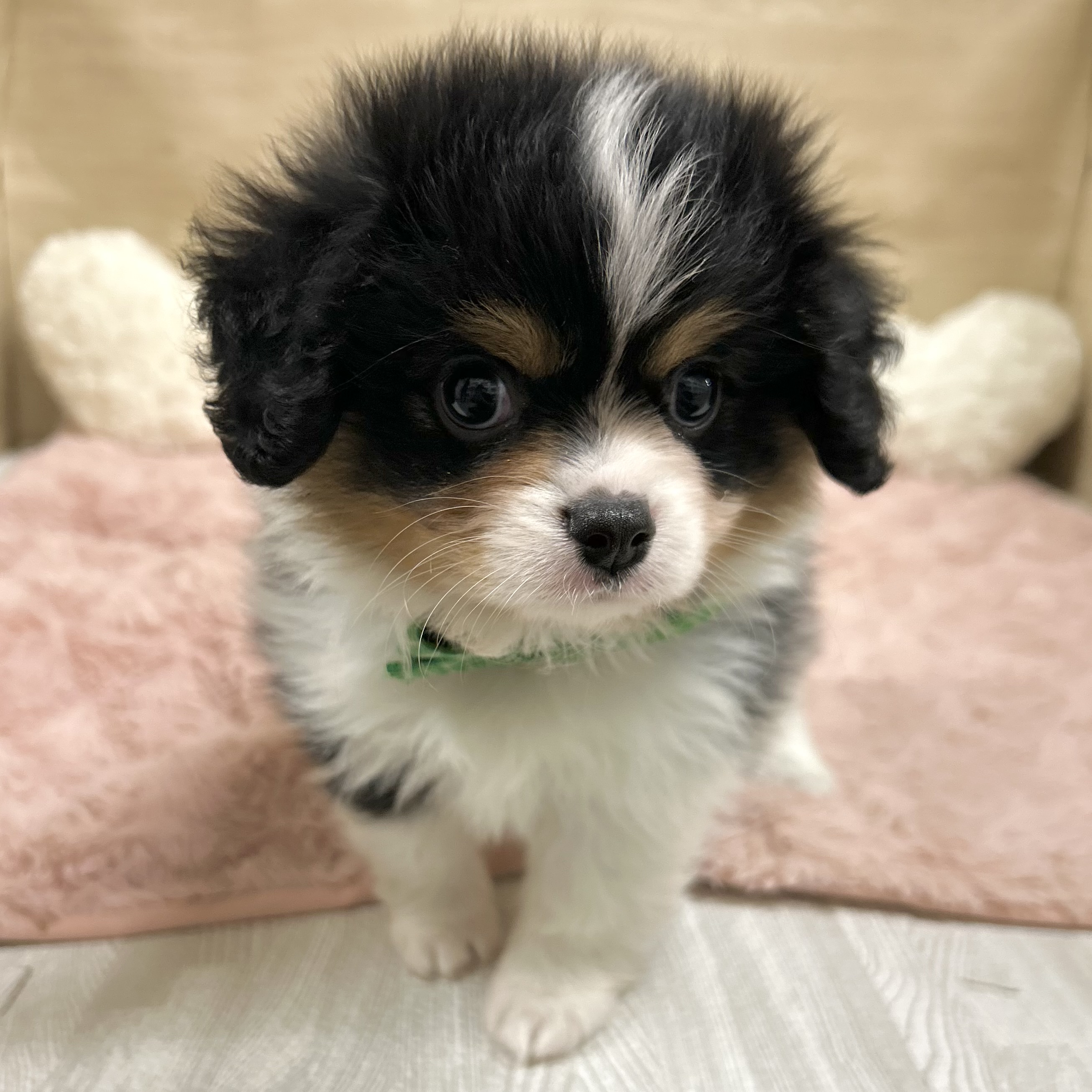 大阪府のハーフ犬・ミックス犬 (犬の家＆猫の里そよら東岸和田店/2026年3月17日生まれ/男の子/ブラックタンホワイト)の子犬の3枚目の画像