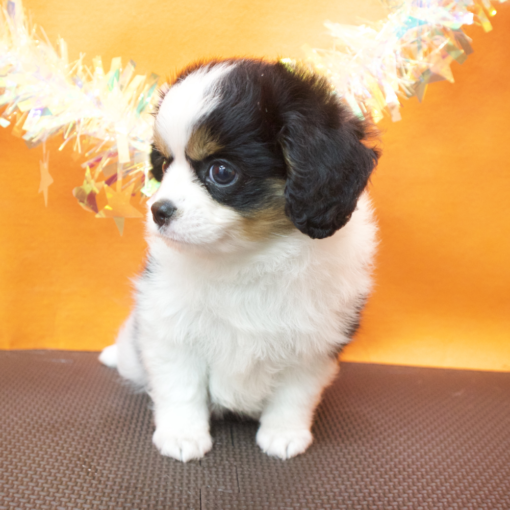 大阪府のハーフ犬・ミックス犬 (犬の家＆猫の里吹田店/2026年3月17日生まれ/男の子/ブラックタンホワイト)の子犬の3枚目の画像