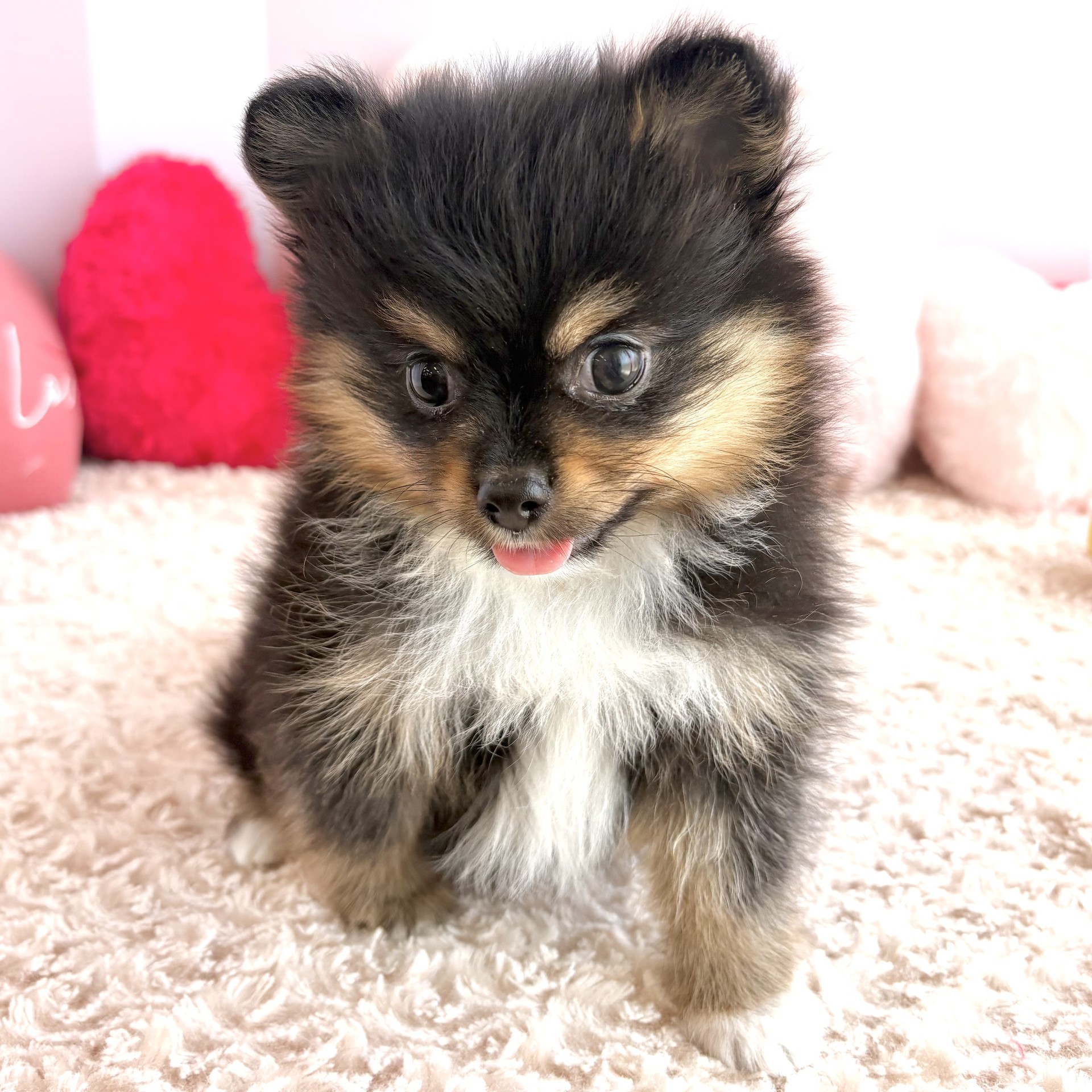 岡山県のポメチワ/チワポメ/ポメチー(ポメラニアン×チワワ) (犬の家＆猫の里倉敷中庄店/2026年3月17日生まれ/女の子/ブラックタンホワイト)の子犬の3枚目の画像