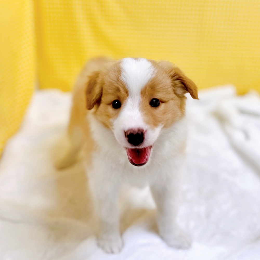 愛知県のボーダーコリー (犬の家＆猫の里一宮店/2026年3月18日生まれ/女の子/レッドホワイト)の子犬の3枚目の画像
