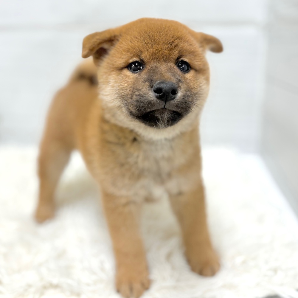 愛知県の柴犬(標準サイズ) (犬の家＆猫の里豊田店/2026年3月17日生まれ/男の子/赤)の子犬の3枚目の画像