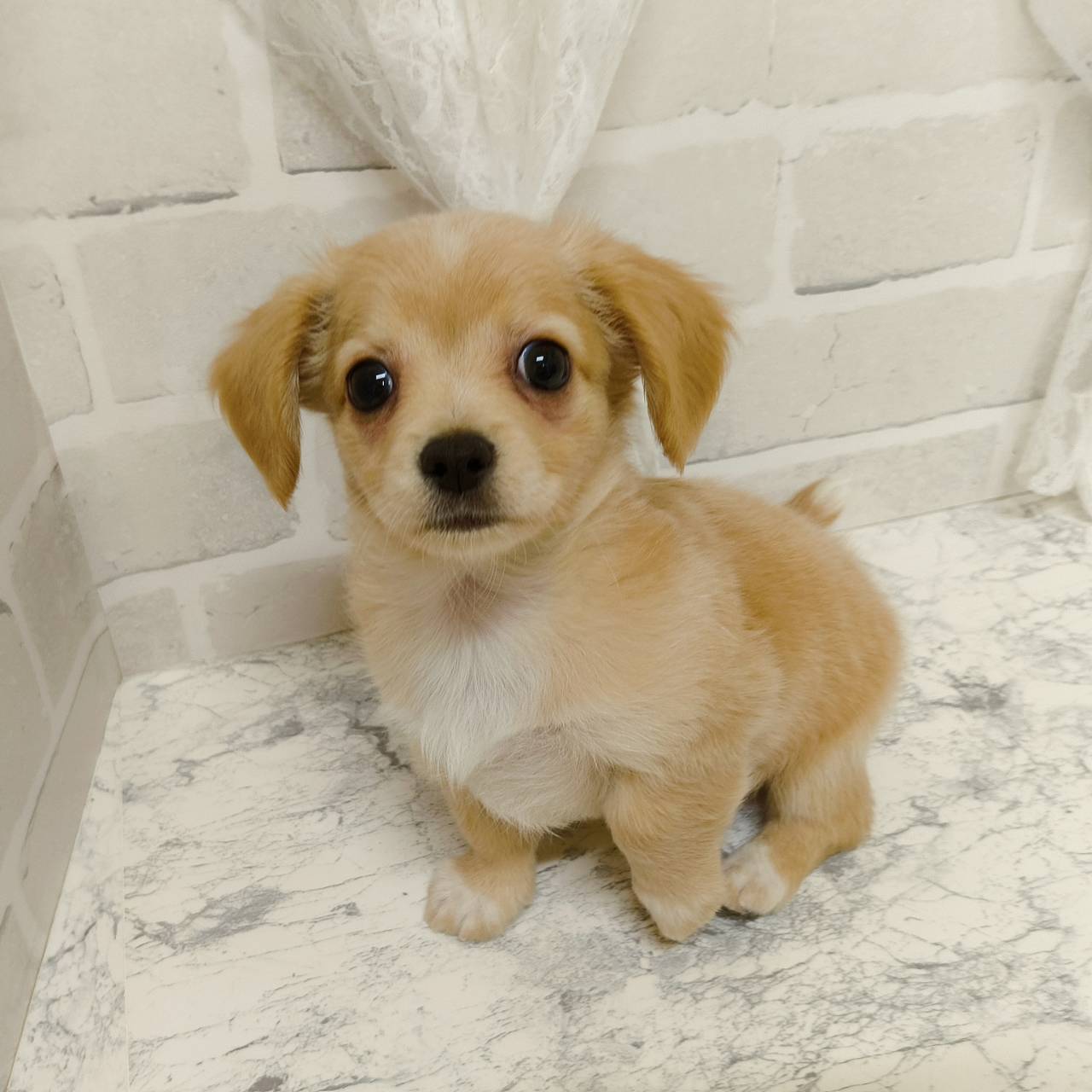 京都府のチワックス(チワワ×ダックス) (犬の家＆猫の里京都精華店/2026年3月14日生まれ/男の子/イエロー)の子犬の3枚目の画像