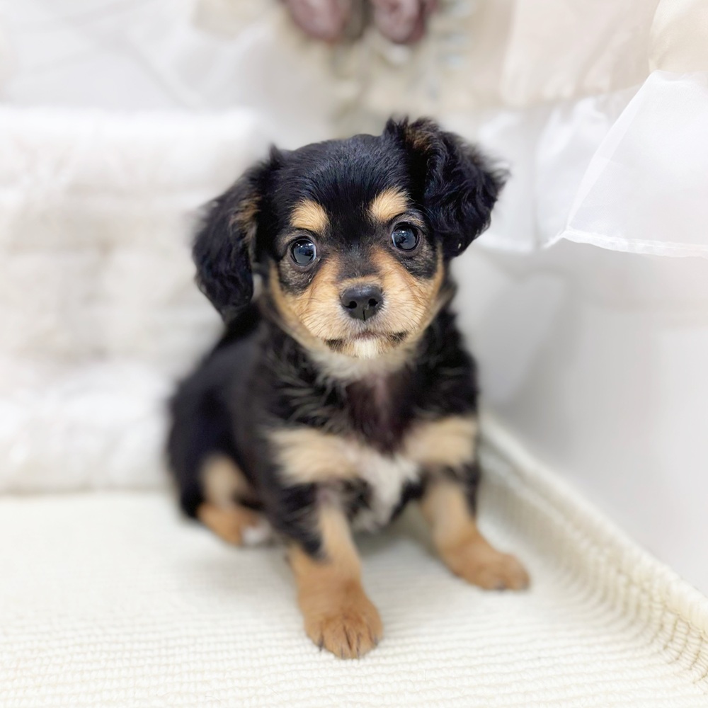 岐阜県のチワックス(チワワ×ダックス) (犬の家＆猫の里カラフルタウン岐阜店/2026年3月14日生まれ/女の子/ブラックタン)の子犬の3枚目の画像
