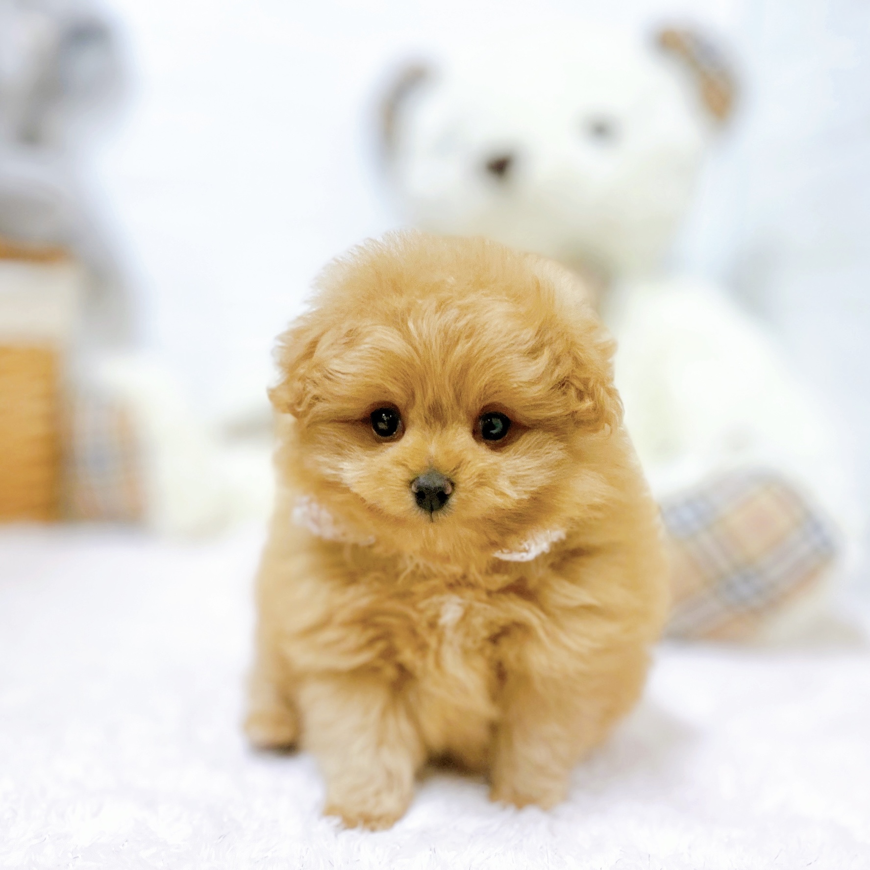 滋賀県のポメプー(ポメラニアン×プードル) (犬の家＆猫の里近江八幡店/2026年3月11日生まれ/女の子/レッド)の子犬の3枚目の画像