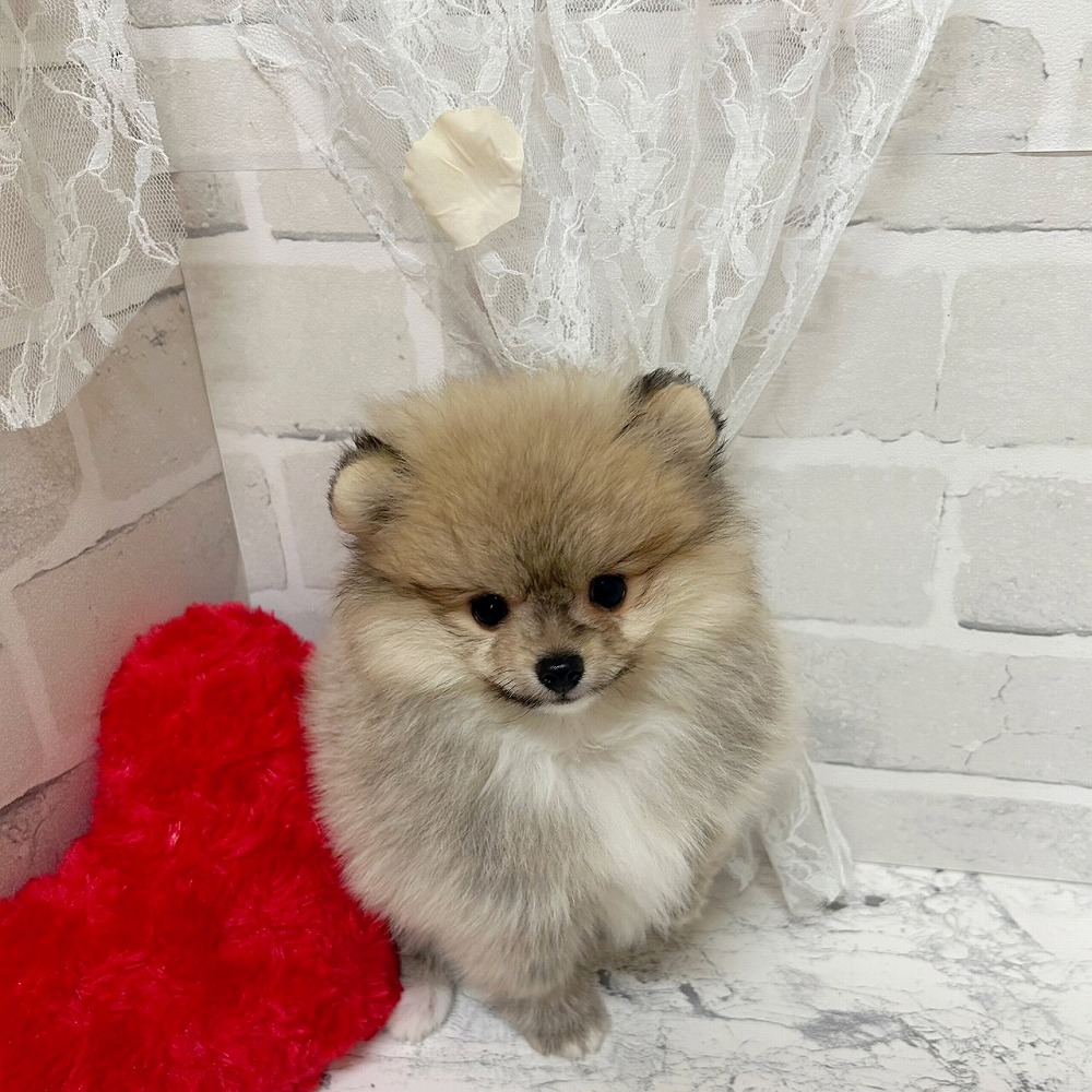 京都府のポメラニアン (犬の家＆猫の里京都精華店/2026年3月11日生まれ/女の子/クリームセーブル)の子犬の3枚目の画像