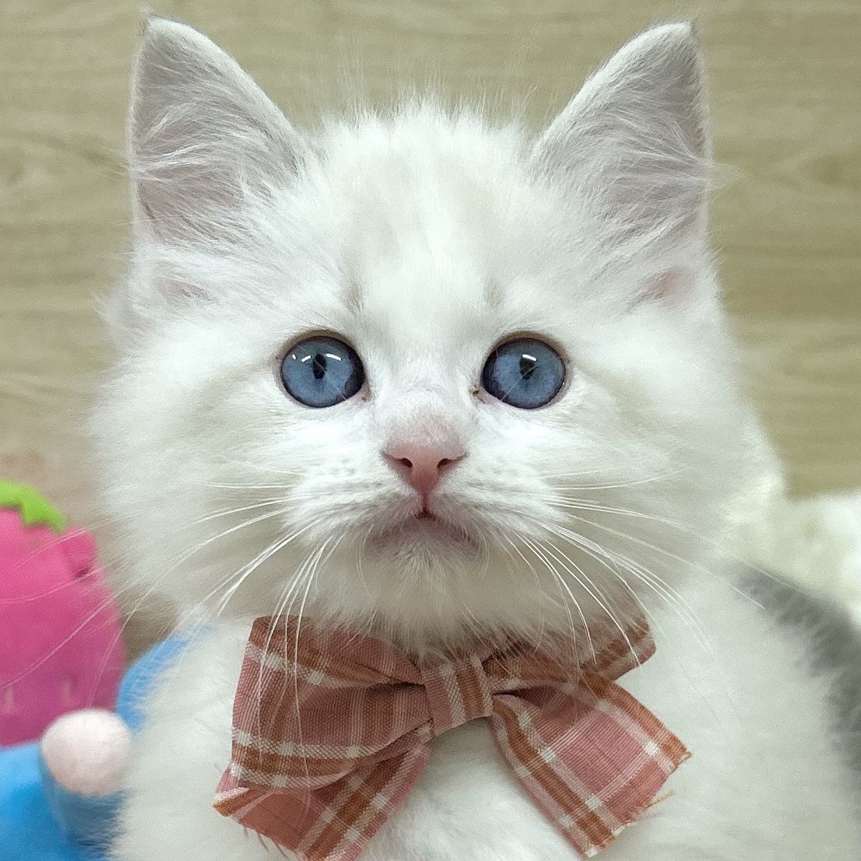 大阪府のラグドール (犬の家＆猫の里そよら東岸和田店/2026年3月17日生まれ/男の子/ブルーポイントバイカラー)の子猫