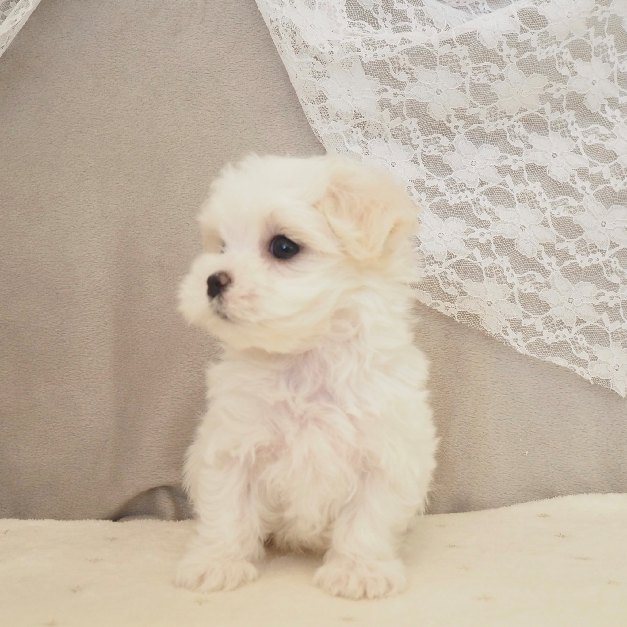 大阪府のマルチーズ (犬の家＆猫の里もりのみやキューズモールBASE店/2026年3月18日生まれ/女の子/ホワイト)の子犬の3枚目の画像