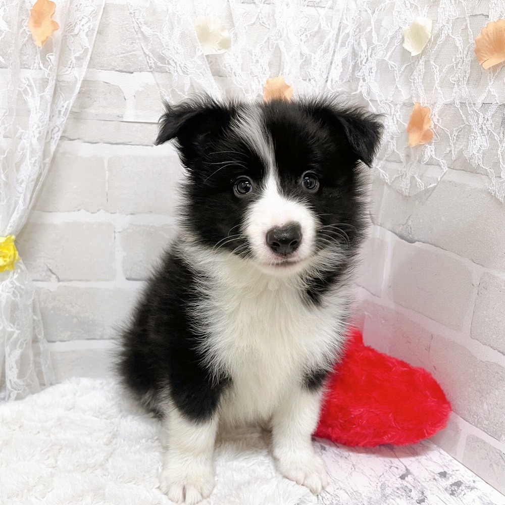 京都府のボーダーコリー (犬の家＆猫の里京都精華店/2026年3月19日生まれ/男の子/ブラックホワイト)の子犬の1枚目の画像