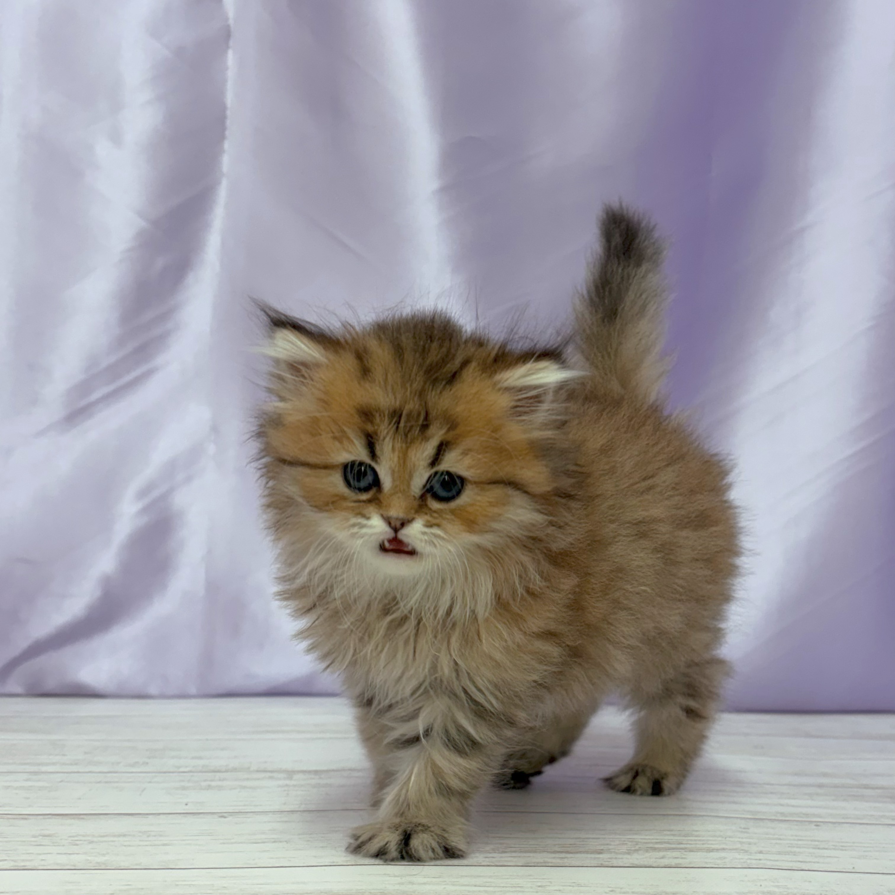 兵庫県のペルシャ (犬の家＆猫の里尼崎店/2026年3月19日生まれ/女の子/チンチラゴールデン)の子猫の3枚目の画像