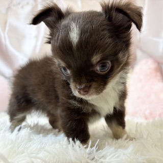 兵庫県のチワワ(ロング) (犬の家＆猫の里カナート西神戸店/2026年3月18日生まれ/女の子/チョコレートタンホワイト)の子犬の3枚目の画像