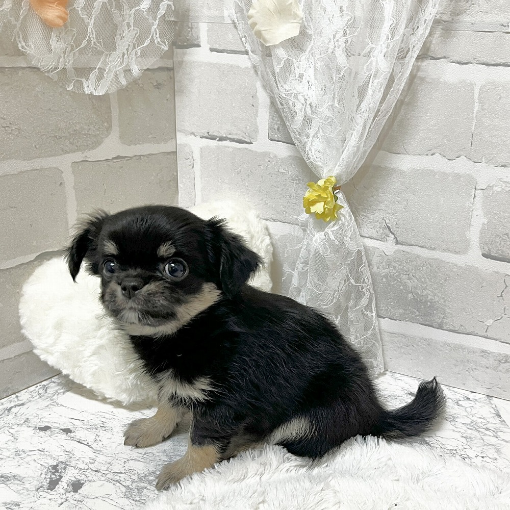 京都府のチワワ(ロング) (犬の家＆猫の里京都精華店/2026年3月18日生まれ/女の子/ブラックタン)の子犬の3枚目の画像