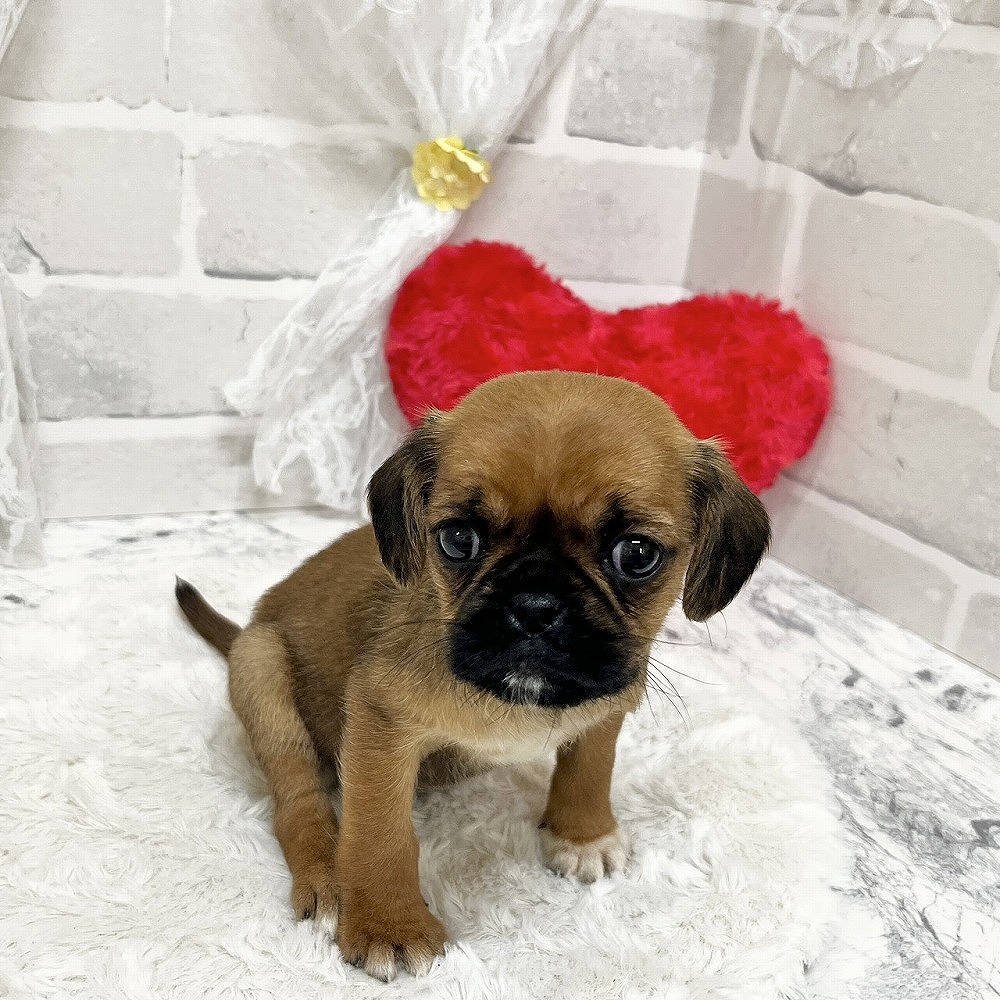 京都府のハーフ犬・ミックス犬 (犬の家＆猫の里京都精華店/2026年3月18日生まれ/女の子/レッド)の子犬の3枚目の画像