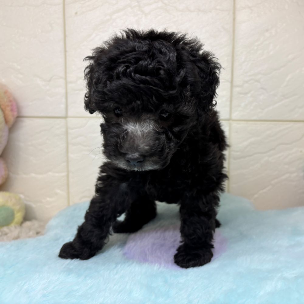 兵庫県のトイプードル(トイ) (犬の家＆猫の里ゆめタウン姫路店/2026年3月19日生まれ/男の子/グレー)の子犬の3枚目の画像