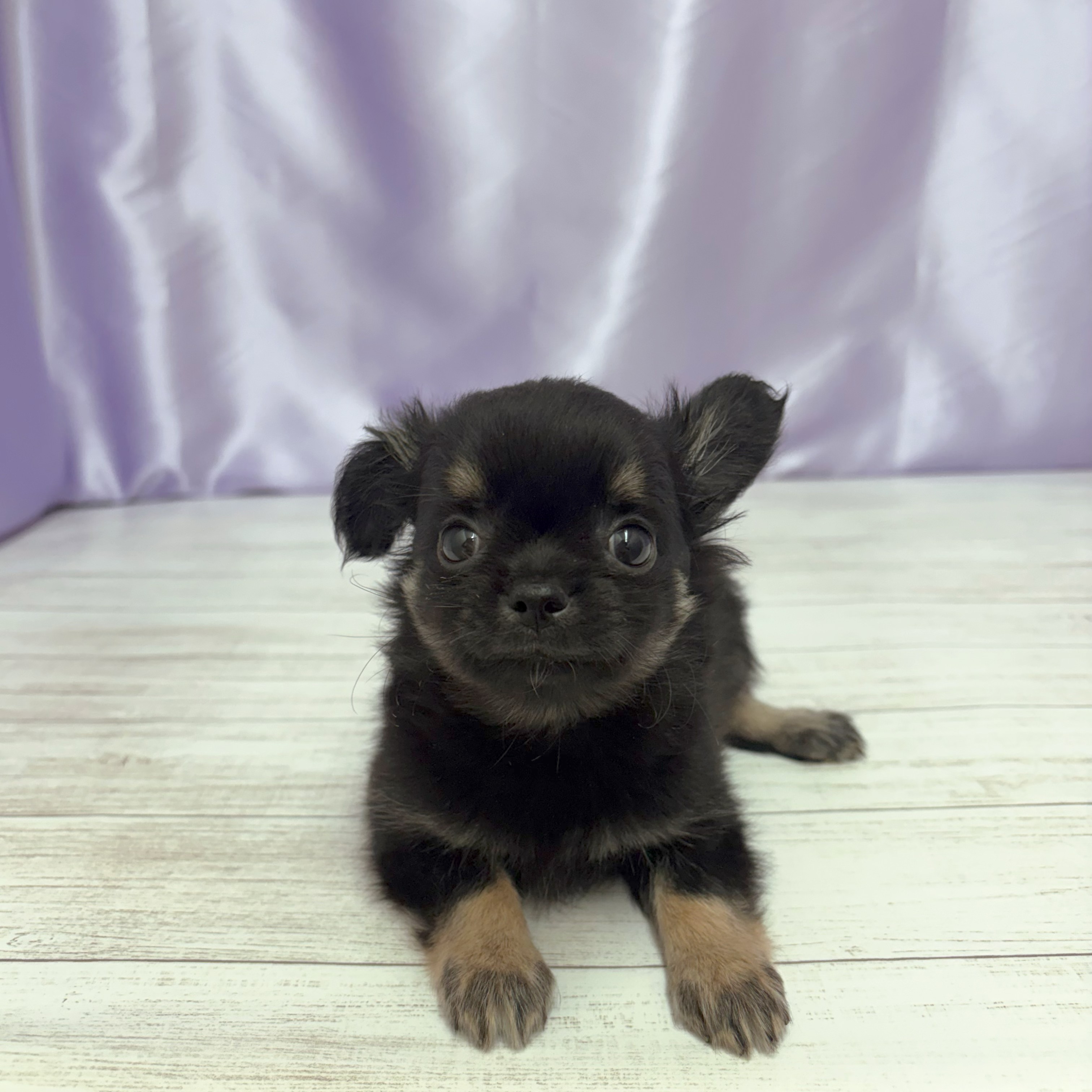 兵庫県のチワワ(ロング) (犬の家＆猫の里尼崎店/2026年3月19日生まれ/男の子/ブラックタン)の子犬の3枚目の画像