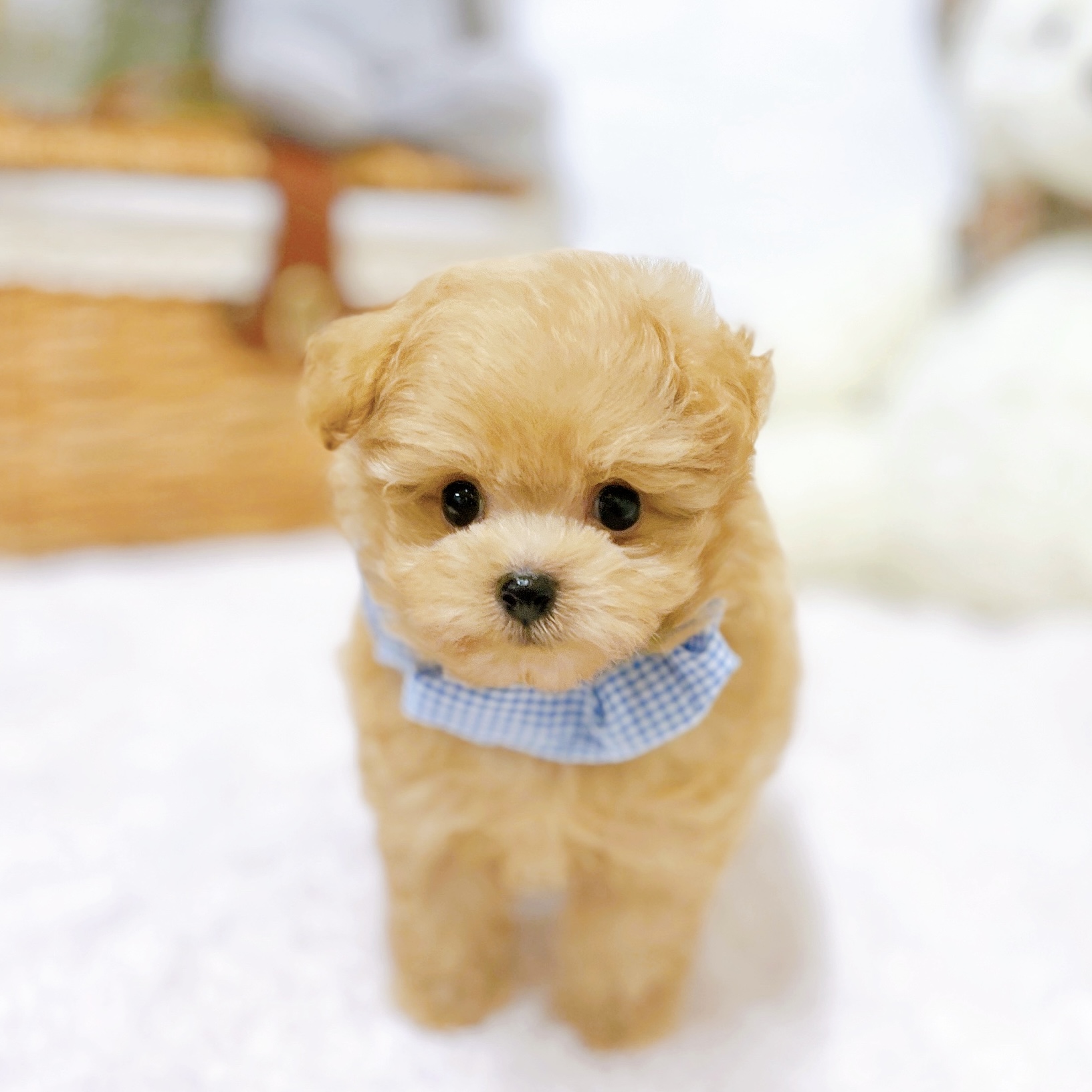 滋賀県のポメプー(ポメラニアン×プードル) (犬の家＆猫の里近江八幡店/2026年3月19日生まれ/男の子/アプリコット)の子犬の3枚目の画像