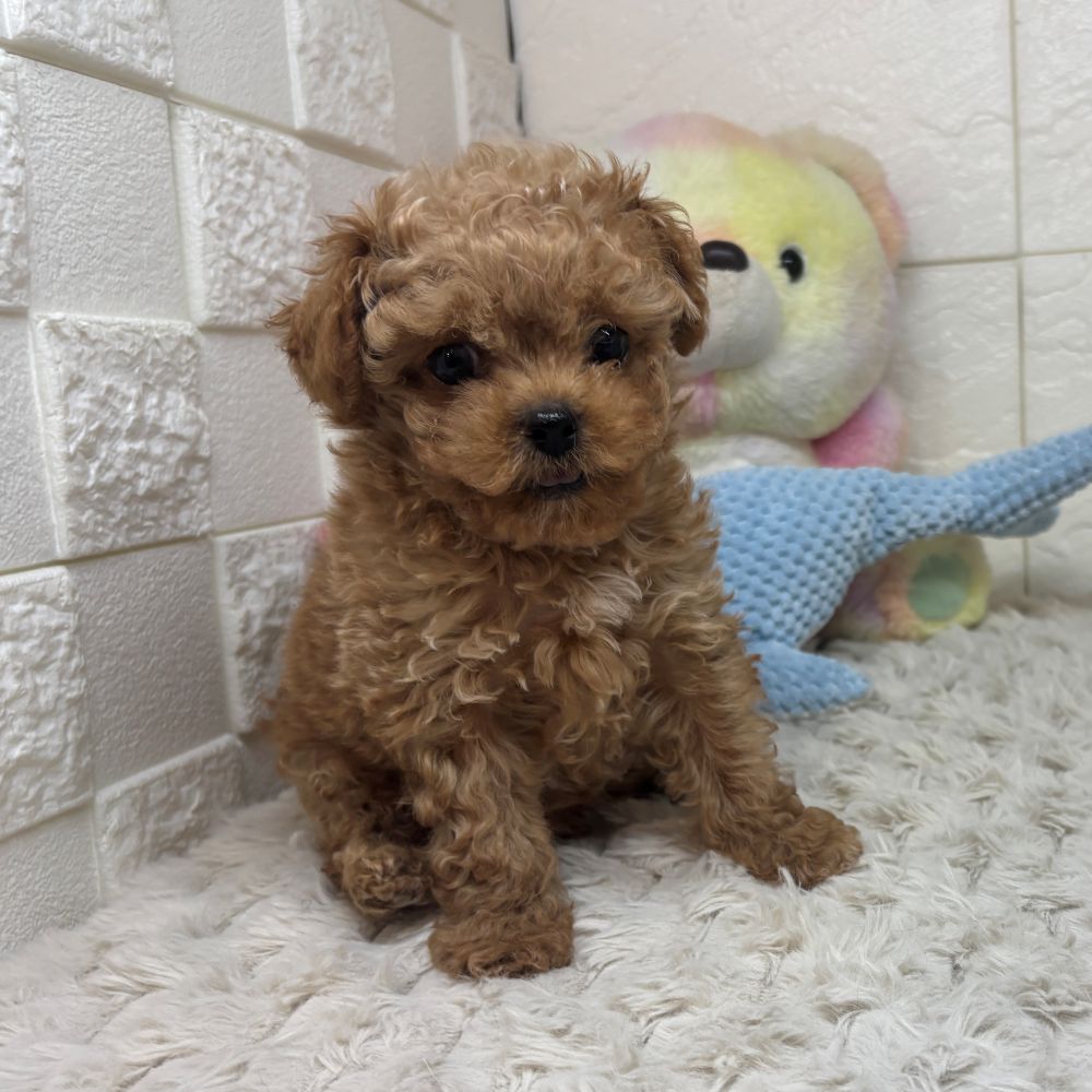 兵庫県のペキプー(ペキニーズ×プードル) (犬の家＆猫の里ゆめタウン姫路店/2026年3月18日生まれ/男の子/レッド)の子犬の3枚目の画像