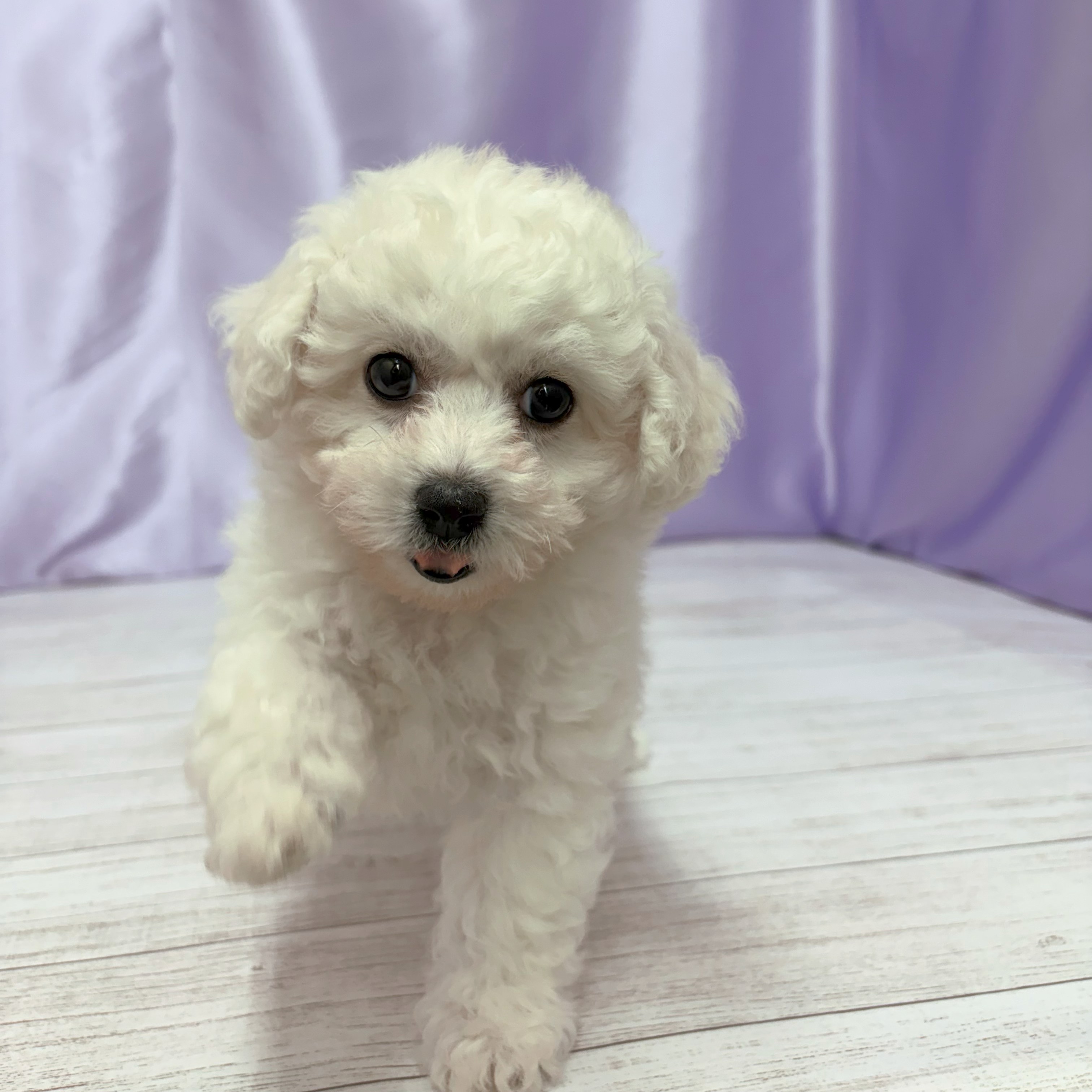 兵庫県のビションフリーゼ (犬の家＆猫の里尼崎店/2026年3月11日生まれ/男の子/ホワイト)の子犬の3枚目の画像