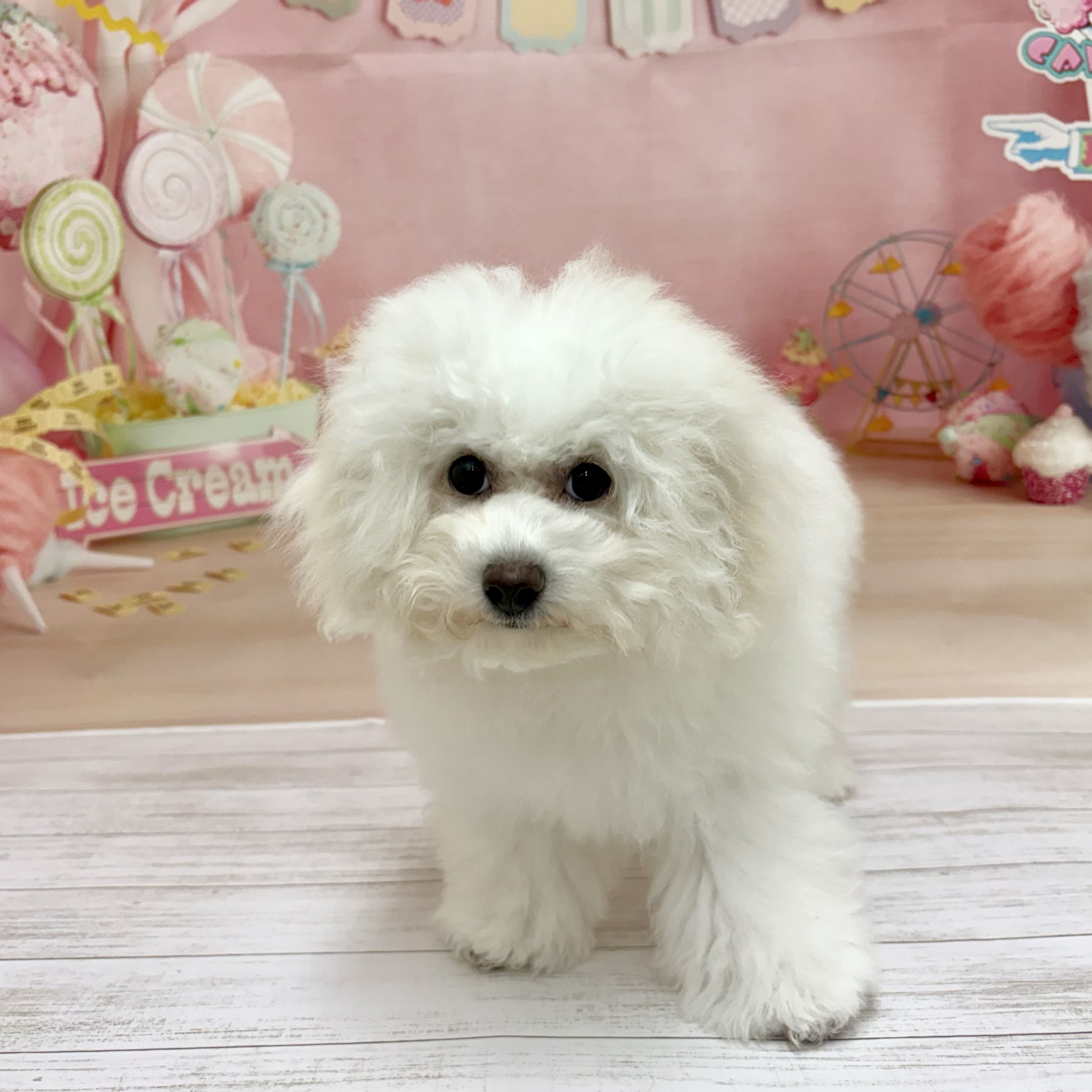 兵庫県のビションフリーゼ (犬の家＆猫の里尼崎店/2026年3月11日生まれ/男の子/ホワイト)の子犬の3枚目の画像