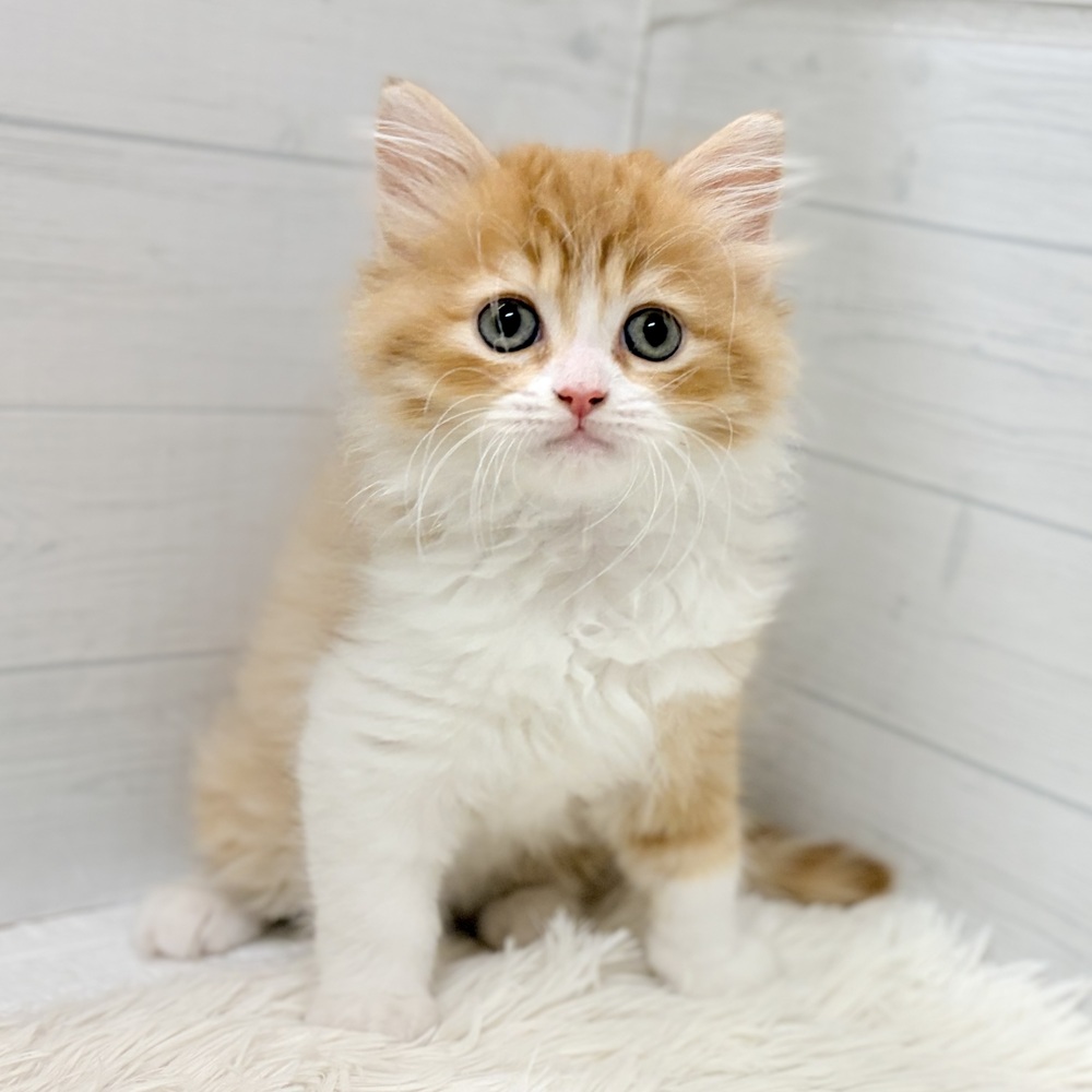 愛知県のサイベリアン (犬の家＆猫の里豊田店/2026年3月10日生まれ/男の子/レッドタビーホワイト)の子猫の3枚目の画像
