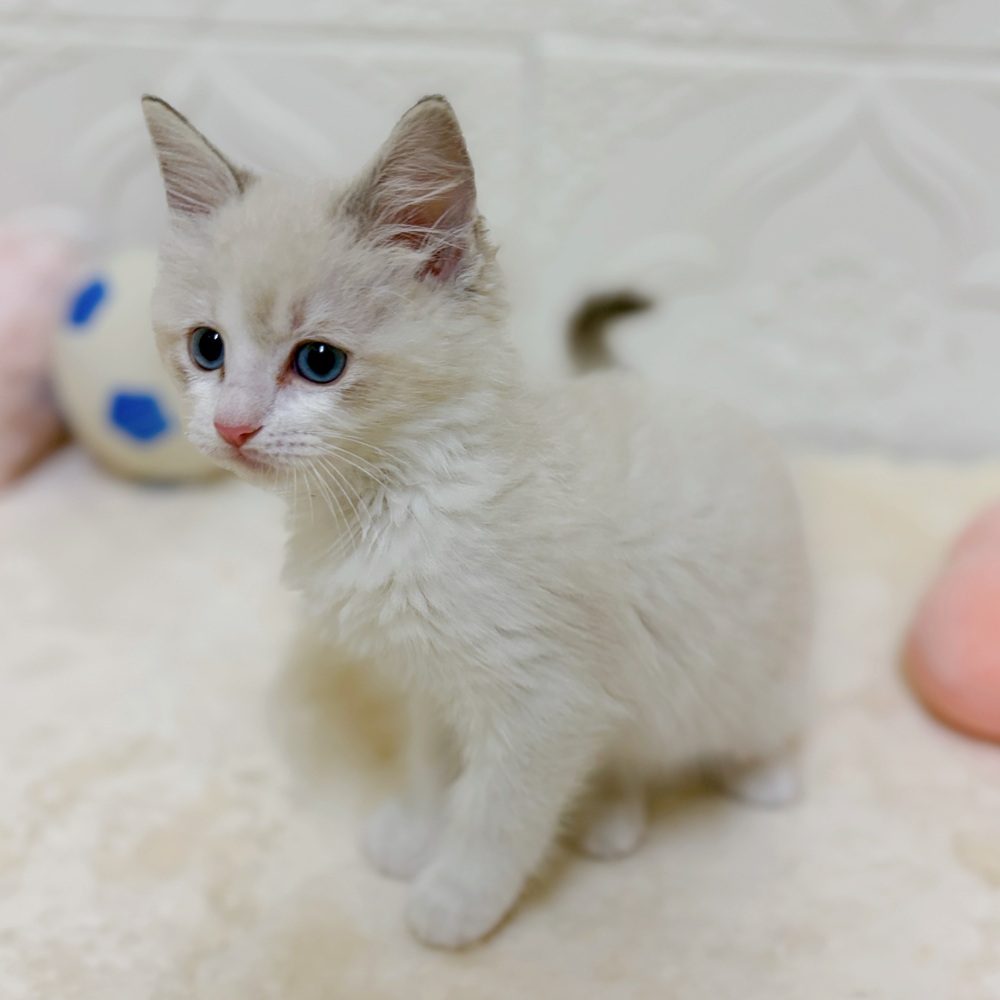 愛知県のラグドール (犬の家＆猫の里岡崎店/2026年3月11日生まれ/女の子/ブルーポイントバイカラー)の子猫の3枚目の画像