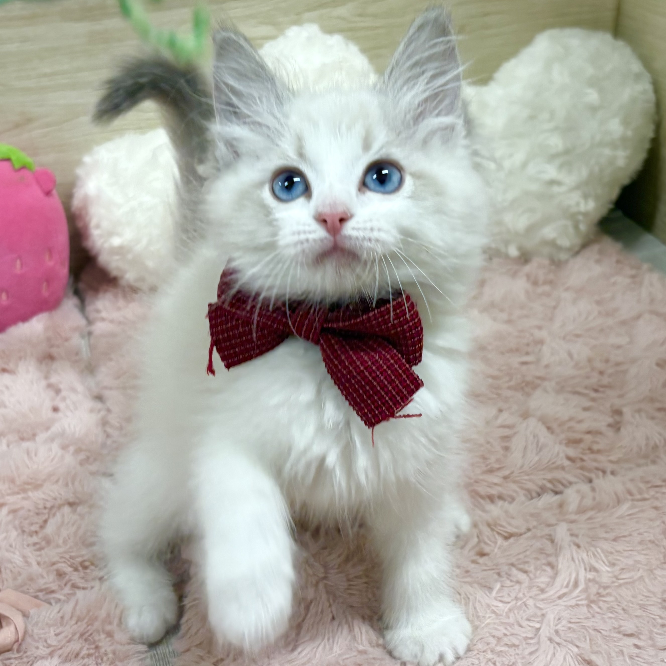 大阪府のラグドール (犬の家＆猫の里そよら東岸和田店/2026年3月11日生まれ/女の子/ブルーポイントバイカラー)の子猫の3枚目の画像