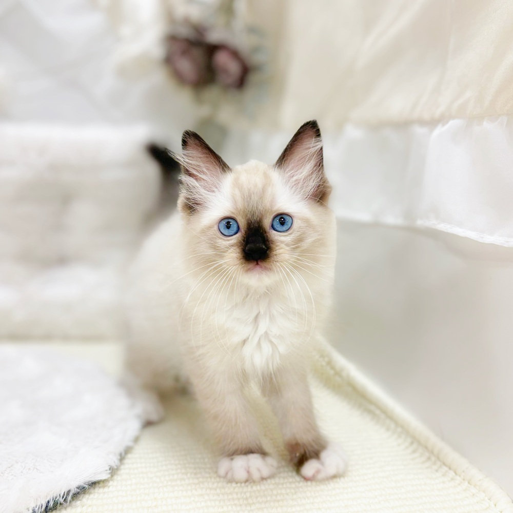 岐阜県のラグドール (犬の家＆猫の里カラフルタウン岐阜店/2026年3月16日生まれ/男の子/シールポイントミテッド)の子猫の3枚目の画像