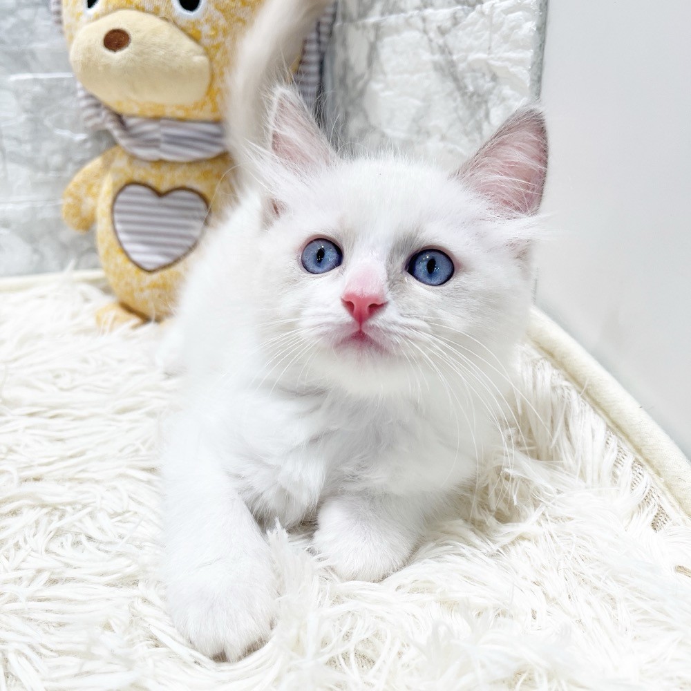 愛知県のラグドール (犬の家＆猫の里MiO香久山店/2026年3月20日生まれ/男の子/ブルーポイントバイカラー)の子猫の3枚目の画像