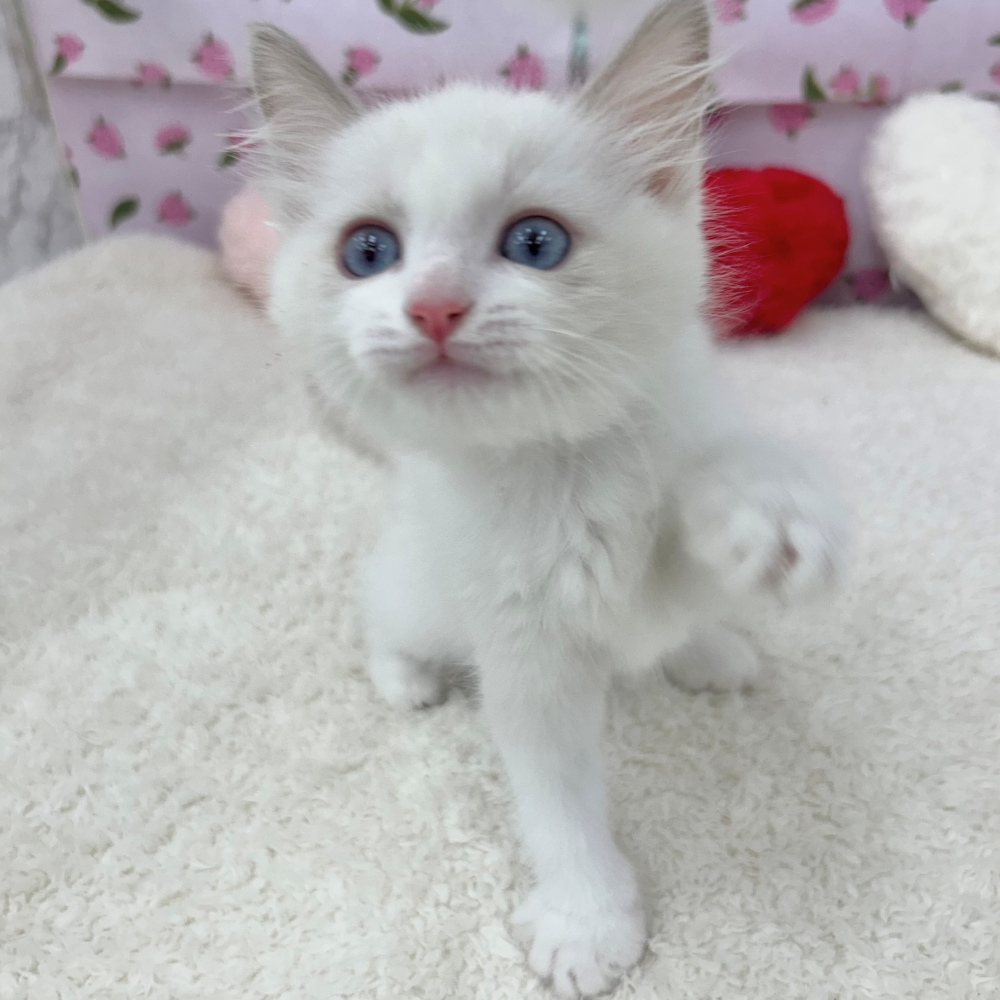 愛知県のラグドール (犬の家＆猫の里エアポートウォーク店/2026年3月20日生まれ/男の子/ブルーポイントバイカラー)の子猫の3枚目の画像
