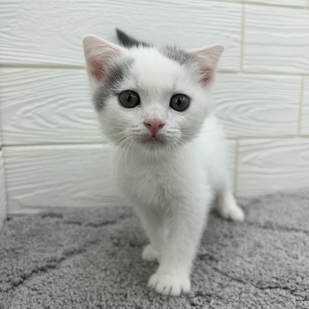 愛知県のスコティッシュフォールド (犬の家＆猫の里七宝店/2026年3月21日生まれ/男の子/ブルーホワイト)の子猫の3枚目の画像