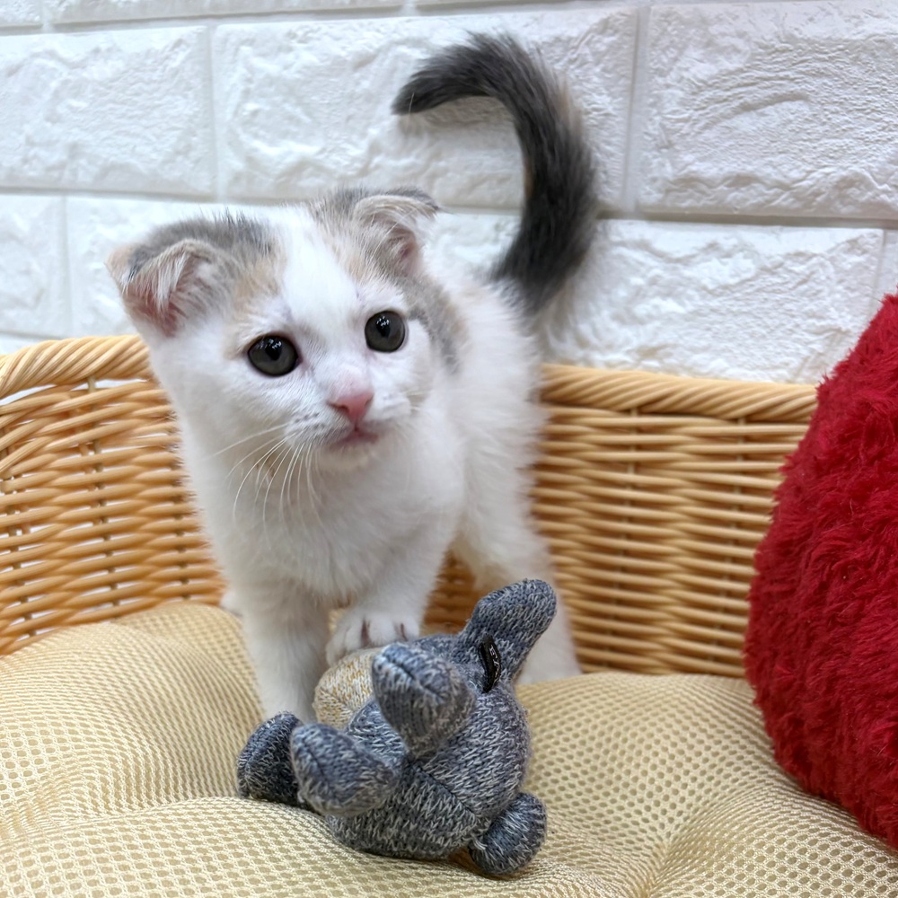 愛知県のスコティッシュフォールド (犬の家＆猫の里MEGAドン・キホーテ東海名和店/2026年3月21日生まれ/女の子/ブルーパッチドタビーホワイト)の子猫の3枚目の画像
