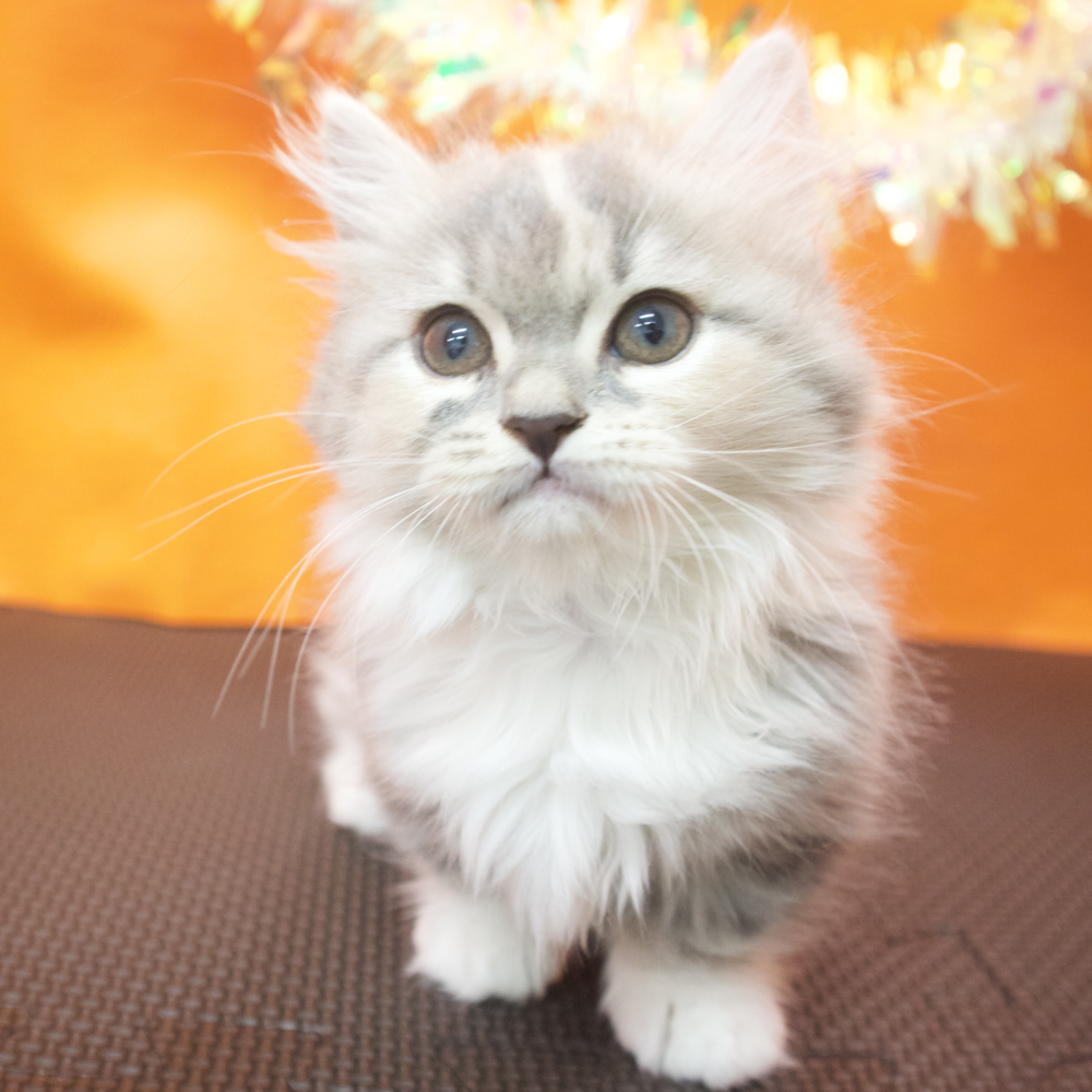 大阪府のマンチカン (犬の家＆猫の里吹田店/2026年3月19日生まれ/女の子/ブルーパッチドタビーホワイト)の子猫の3枚目の画像