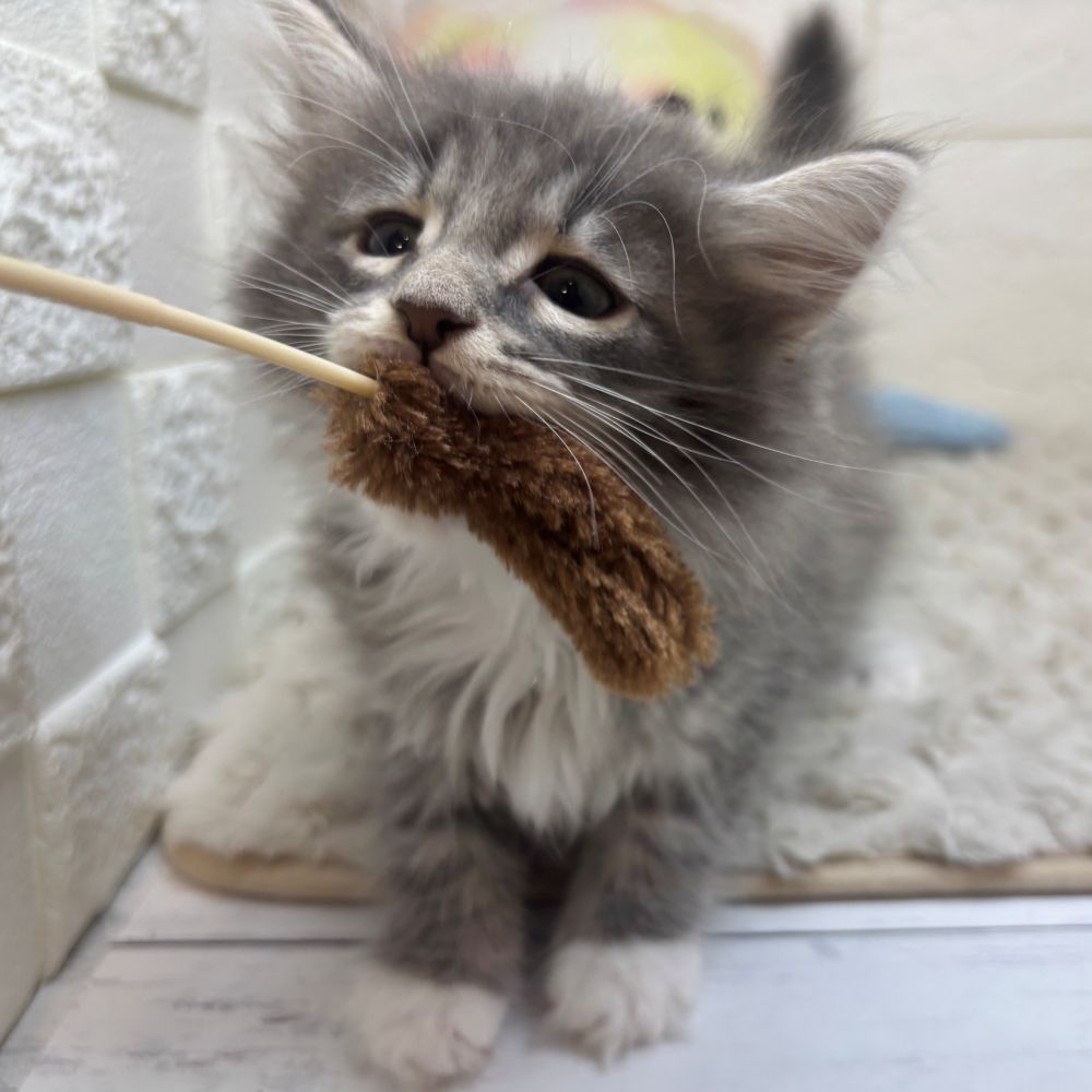 兵庫県のノルウェージャンフォレストキャット (犬の家＆猫の里ゆめタウン姫路店/2026年3月19日生まれ/女の子/ブルータビーホワイト)の子猫の3枚目の画像