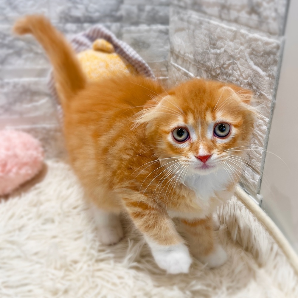 愛知県のスコティッシュフォールド (犬の家＆猫の里MiO香久山店/2026年3月18日生まれ/女の子/レッドタビーホワイト)の子猫の3枚目の画像