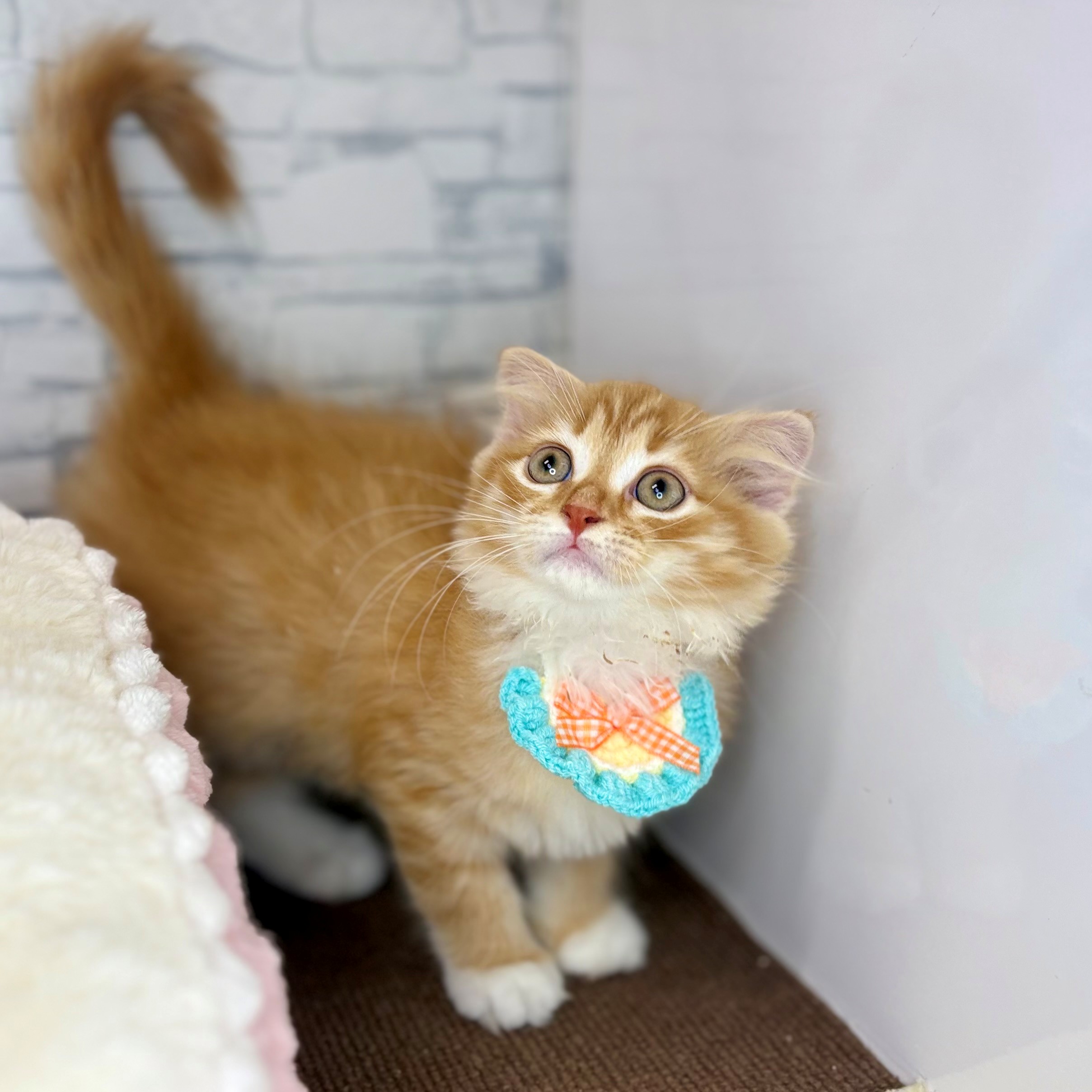 長野県のスコティッシュフォールド (犬の家＆猫の里長野店/2026年3月18日生まれ/女の子/レッドタビーホワイト)の子猫の3枚目の画像
