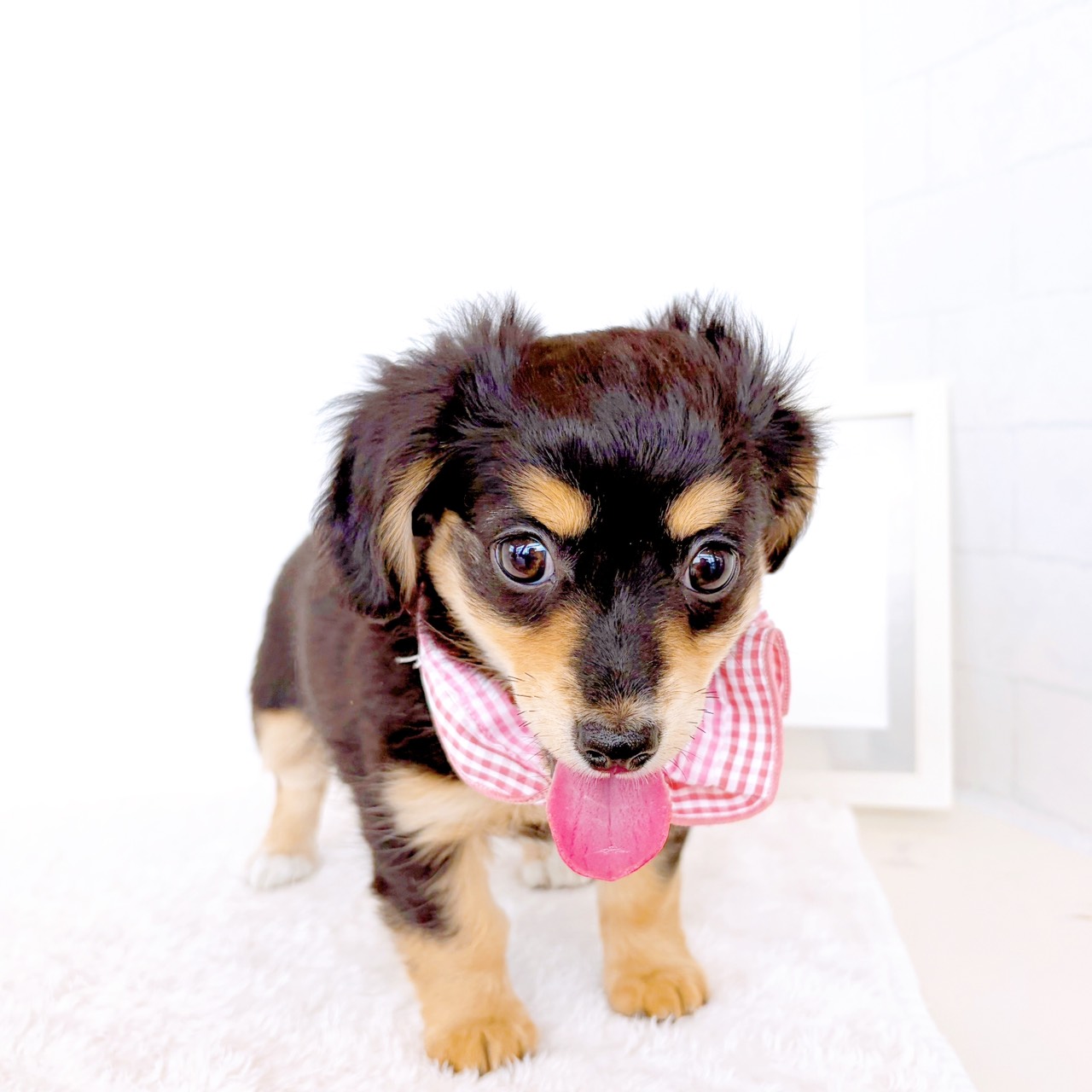 石川県のチワックス(チワワ×ダックス) (犬の家＆猫の里金沢店/2026年3月20日生まれ/女の子/ブラックタン)の子犬の3枚目の画像
