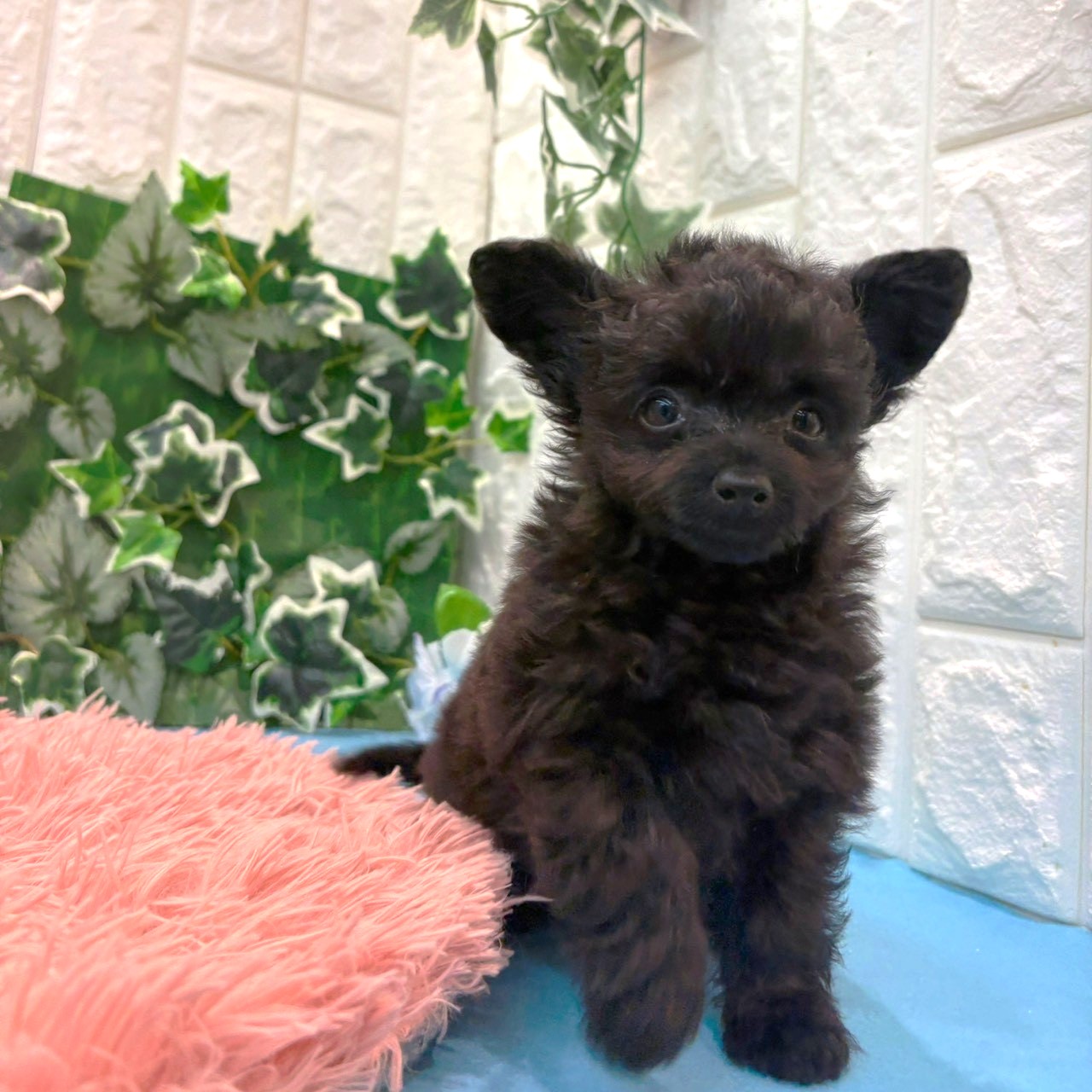 岡山県のチワプー/プーチー(チワワ×プードル) (犬の家＆猫の里倉敷店/2026年3月21日生まれ/女の子/ブラック)の子犬の3枚目の画像