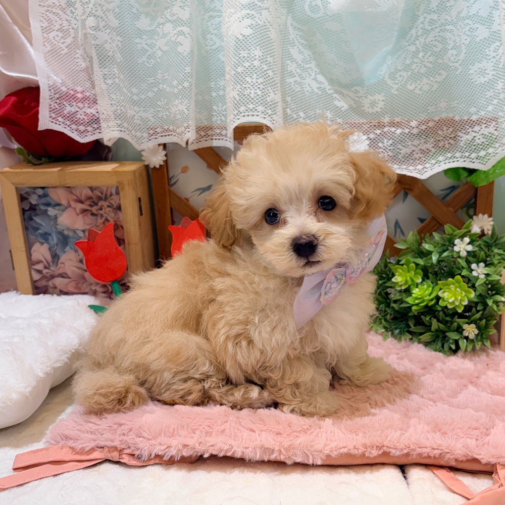 静岡県のマルプー(マルチーズ×プードル) (犬の家＆猫の里富士店/2026年3月22日生まれ/男の子/アプリコット)の子犬の3枚目の画像